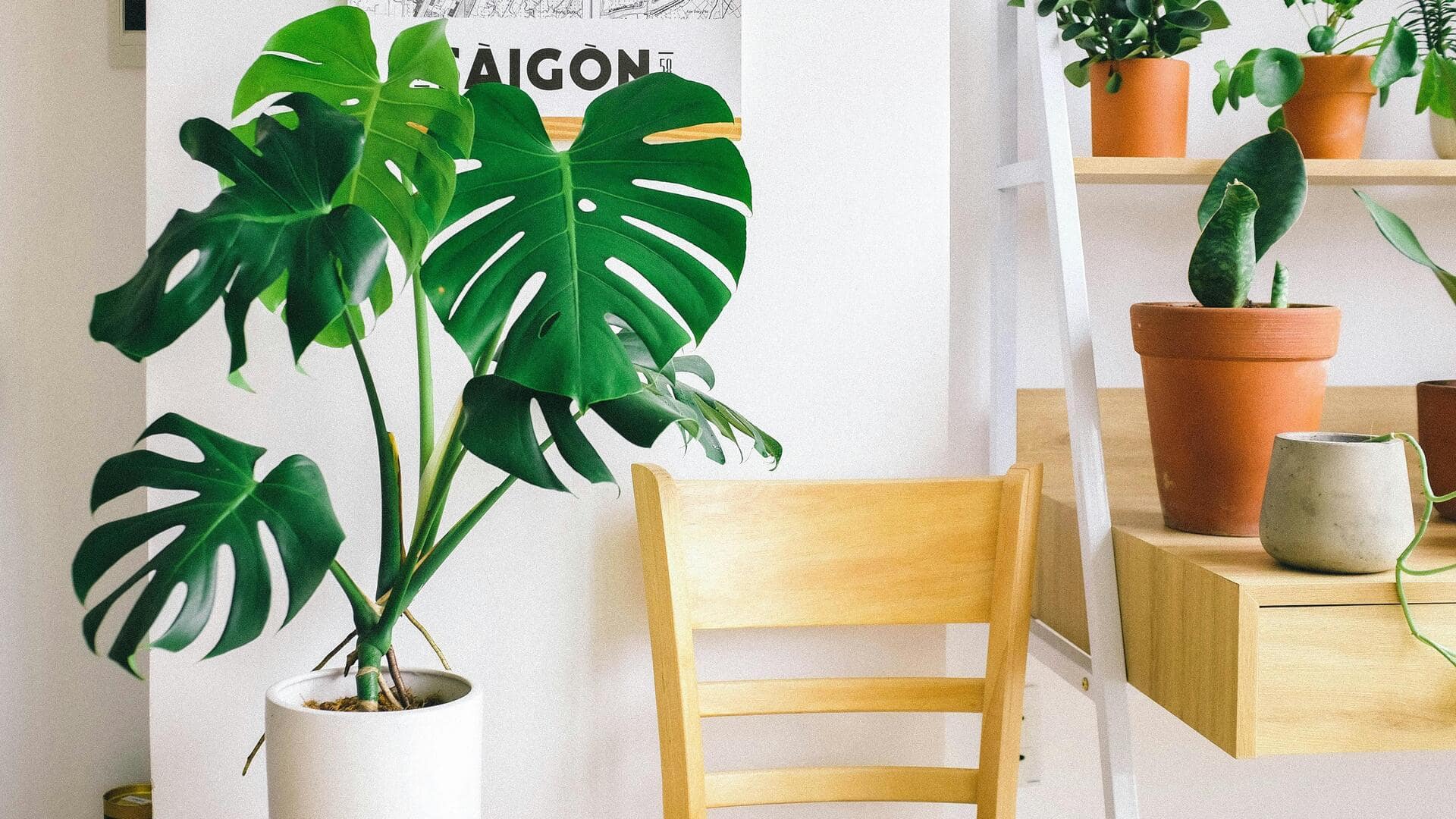 Cara Mudah Menanam Monstera di Rumah