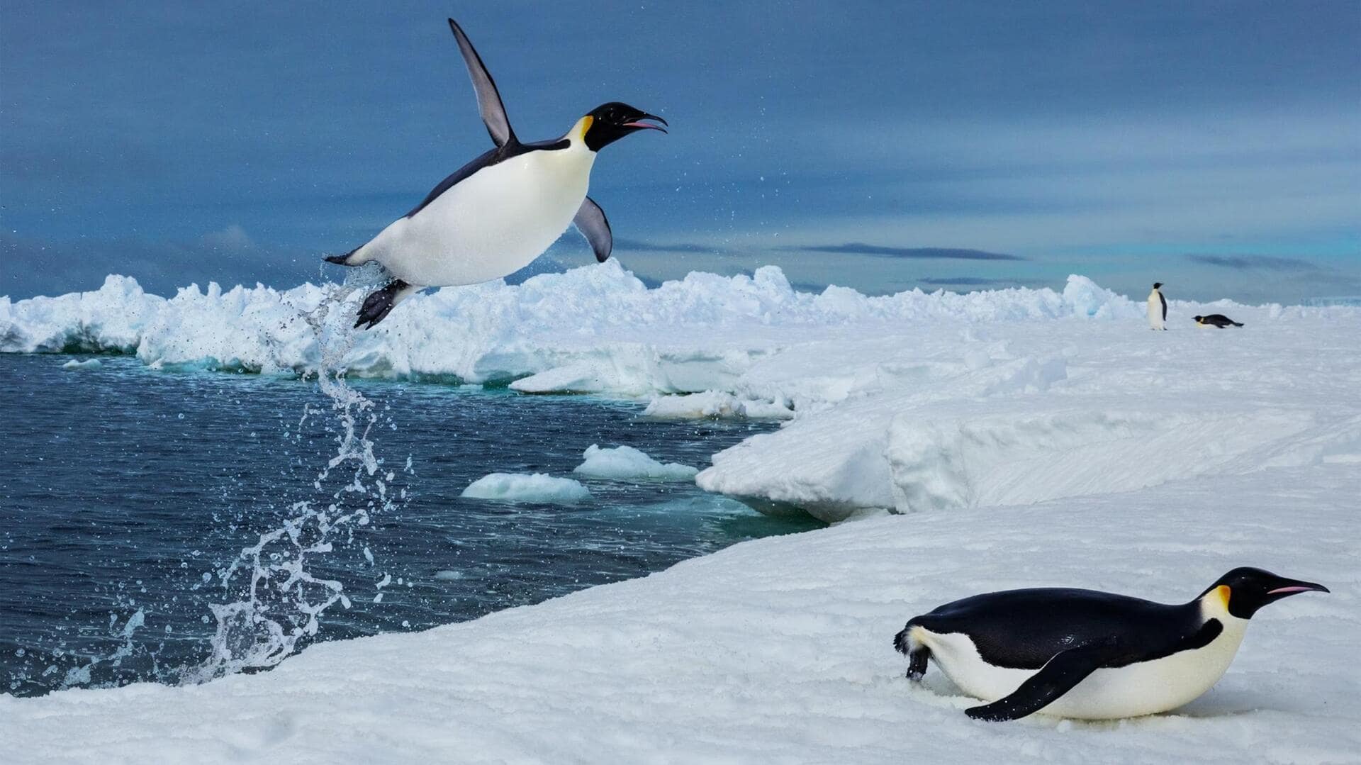 Adaptasi Penguin: Taktik Bertahan di Es dan Air