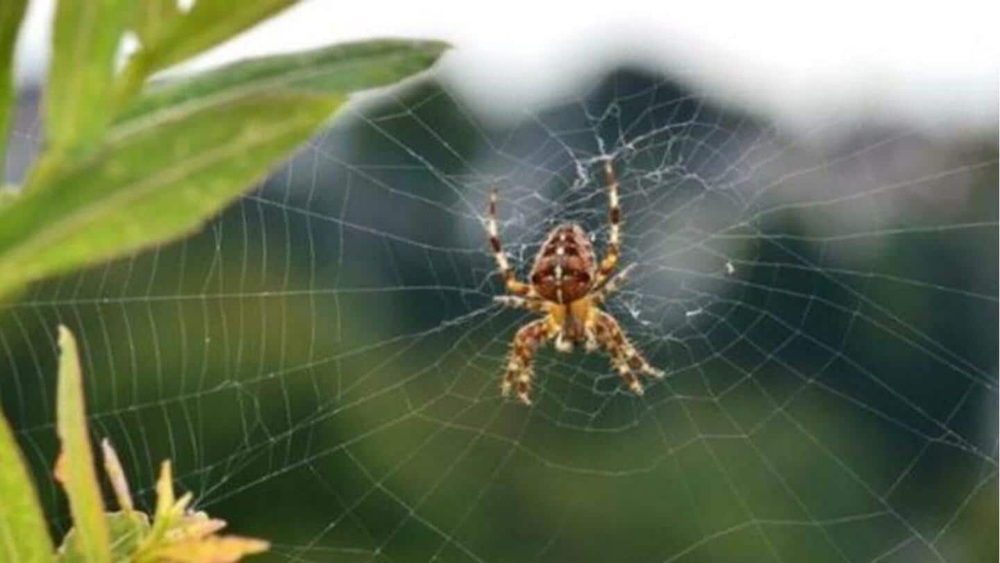 Cara alami untuk mengusir laba-laba dari rumah