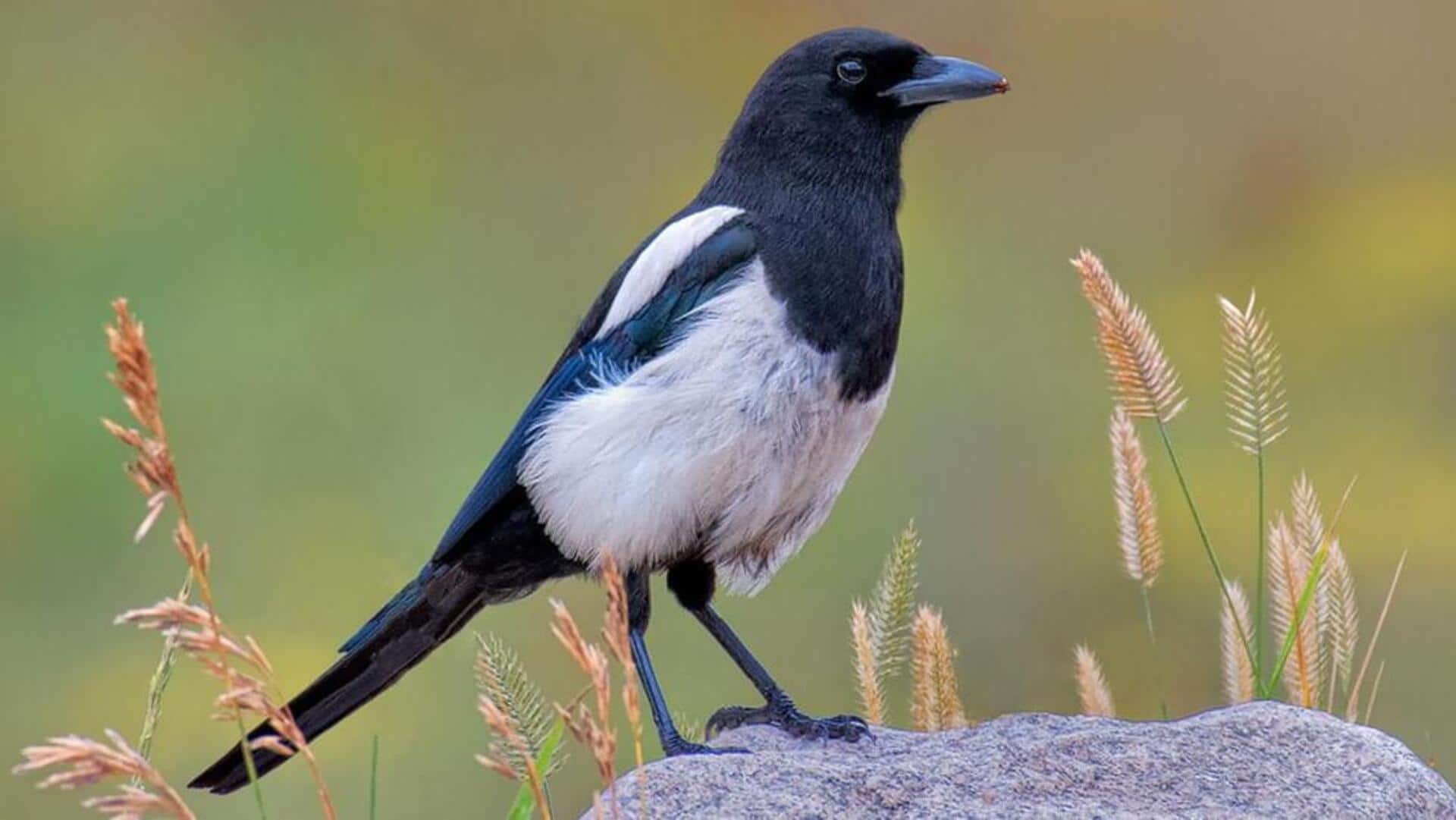 Taktik Pelarian Burung Murai yang Berani saat Menghadapi Predator