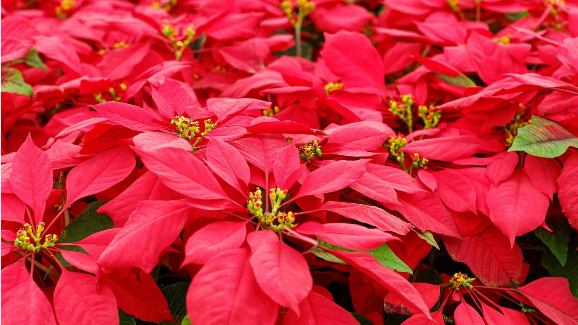 Lima Tips untuk Menumbuhkan Bunga Kastuba yang Berwarna-warni