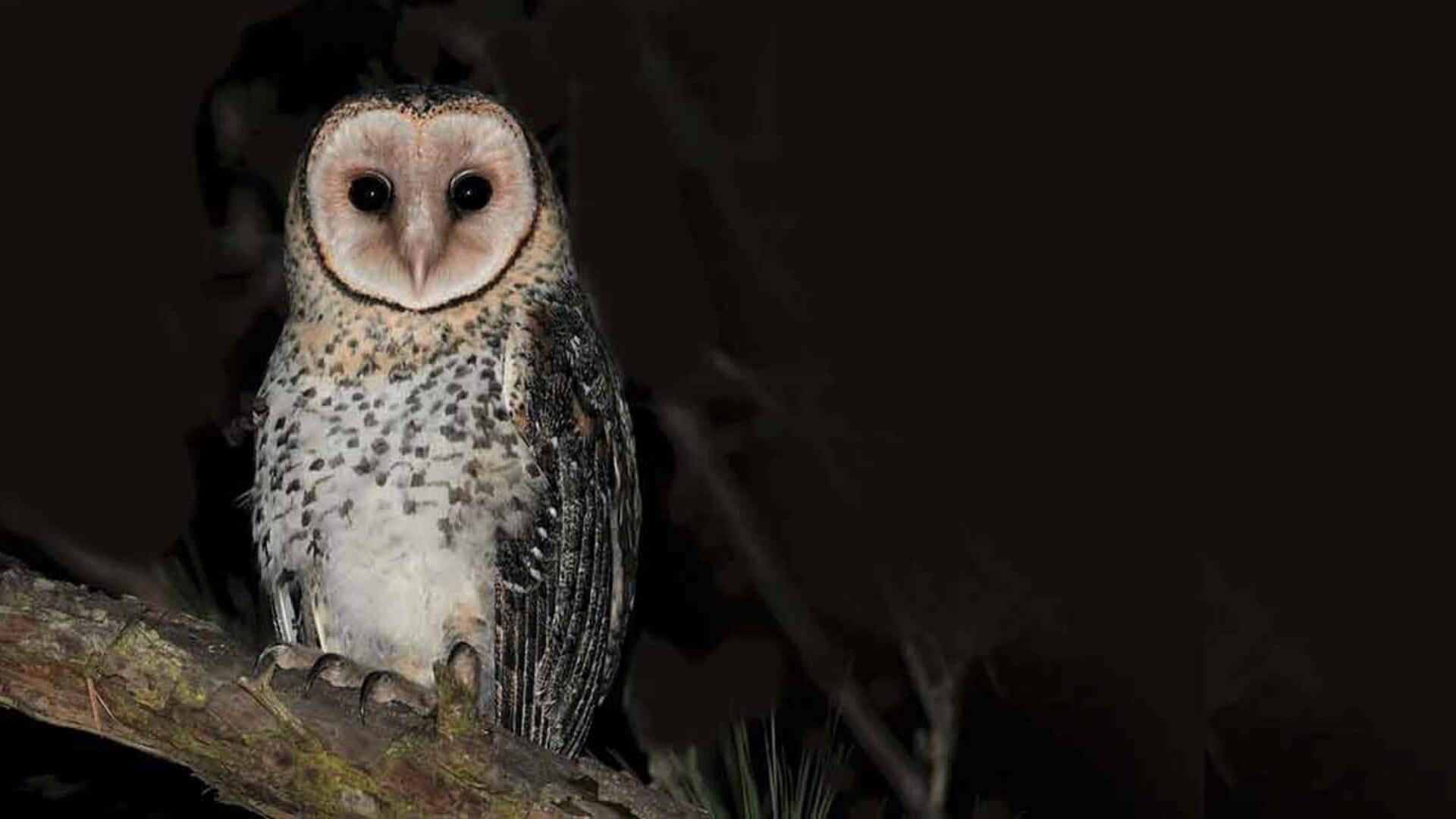 Mempelajari Metode Komunikasi Burung Hantu yang Langka