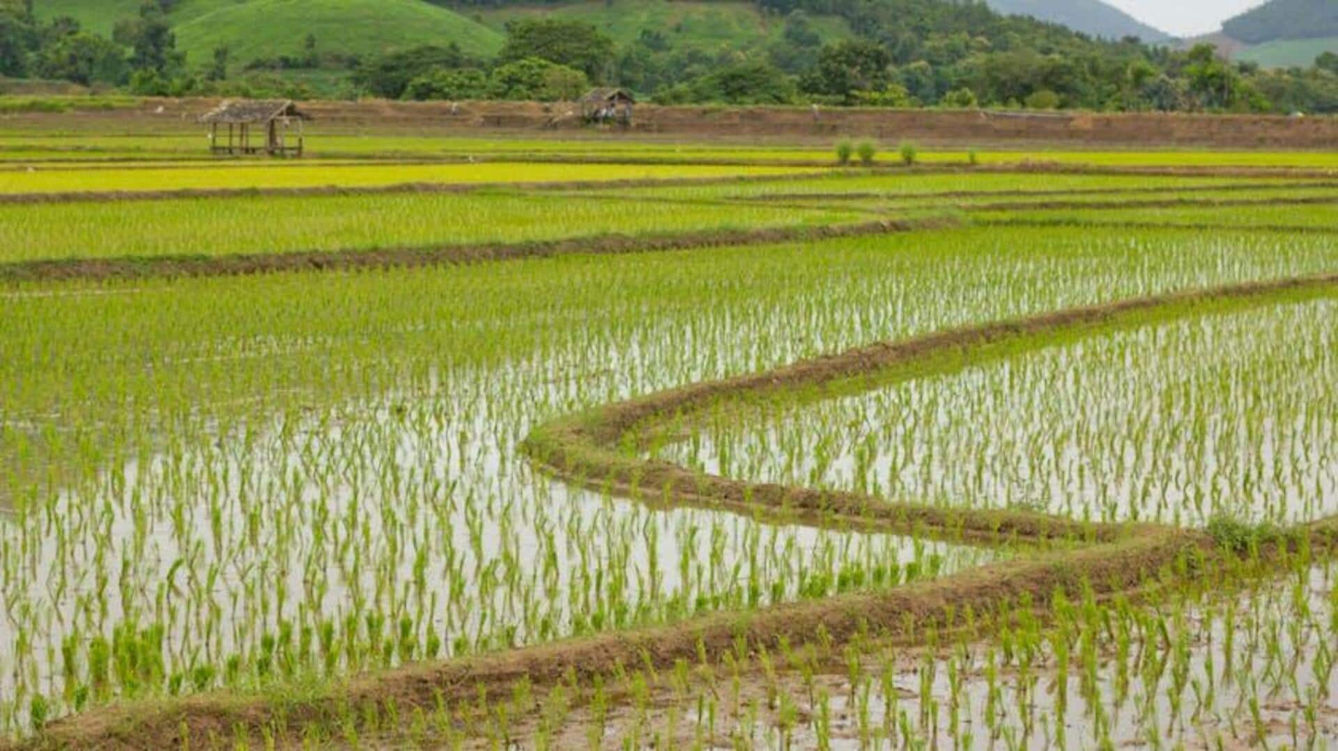 Pertanian Cerdas Tingkatkan Efisiensi Produksi Padi