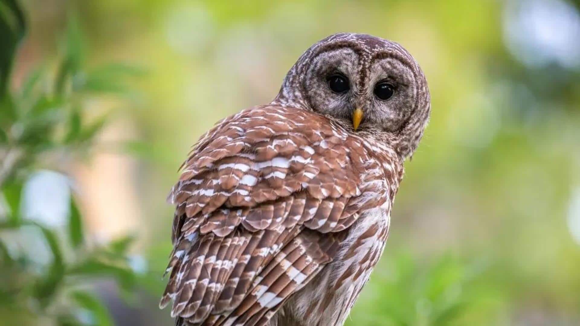 Mengungkap Rahasia Dibalik Putaran Leher Burung Hantu
