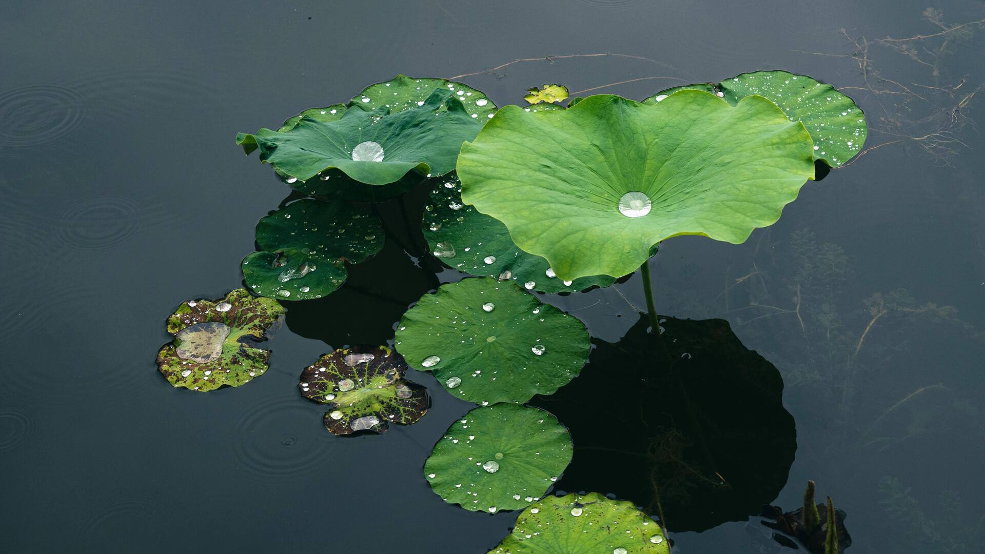 Nanoteknologi di Alam: Pelajaran dari Permukaan Daun Hutan