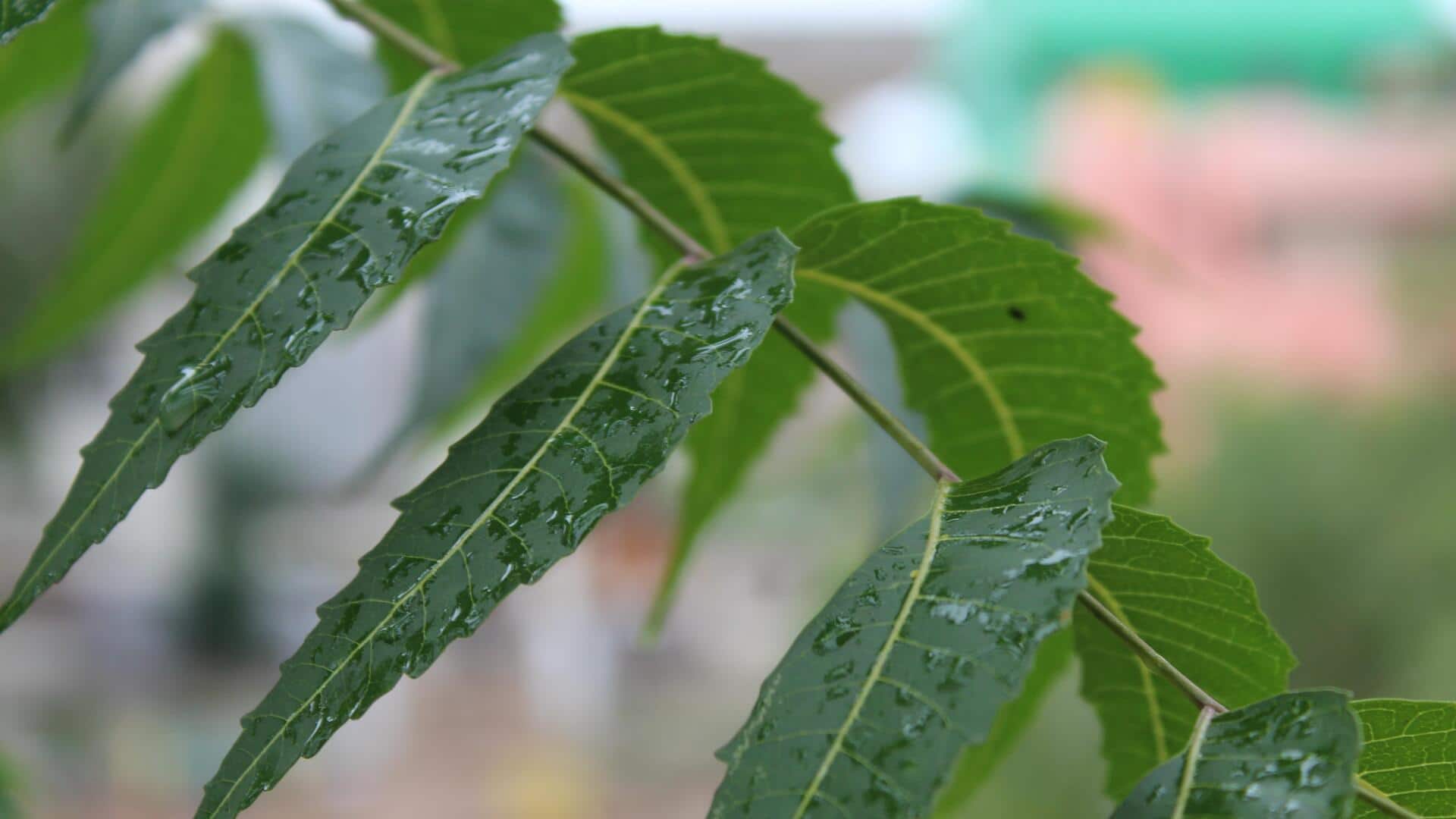 Manfaat daun neem untuk kesehatan rumah