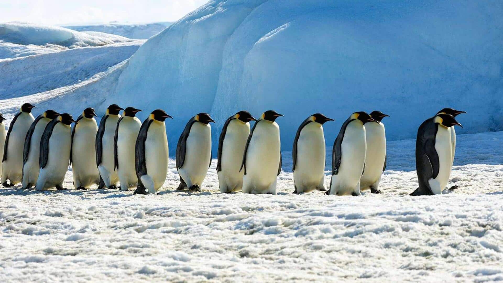 Taktik Komunikasi Penguin: Sinyal Non-Verbal dalam Koloni