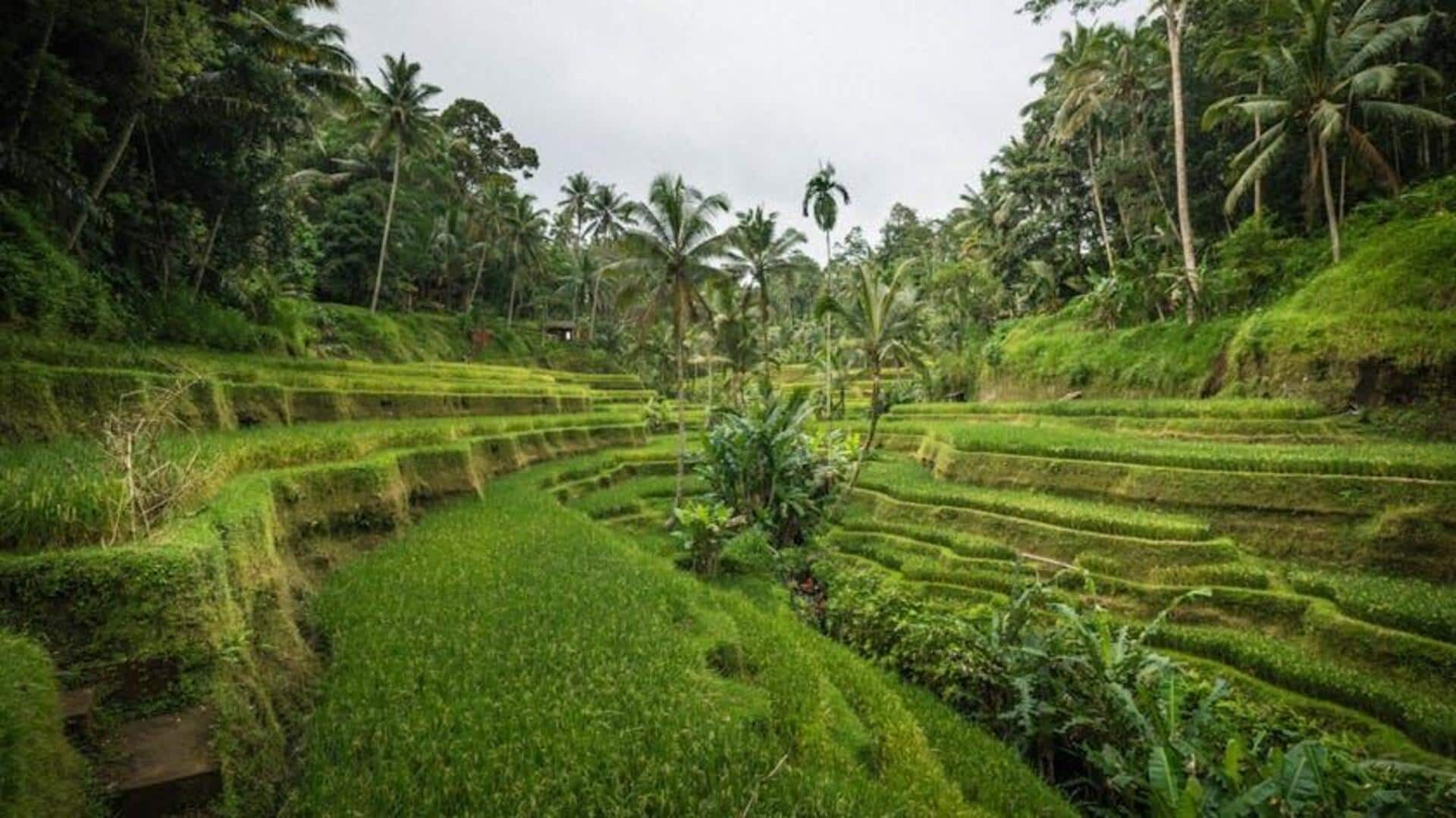 Kebun Komunal Rahasia di Bali yang Wajib Dikunjungi Kebun Komunal Rahasia di Bali yang Wajib Dikunjungi