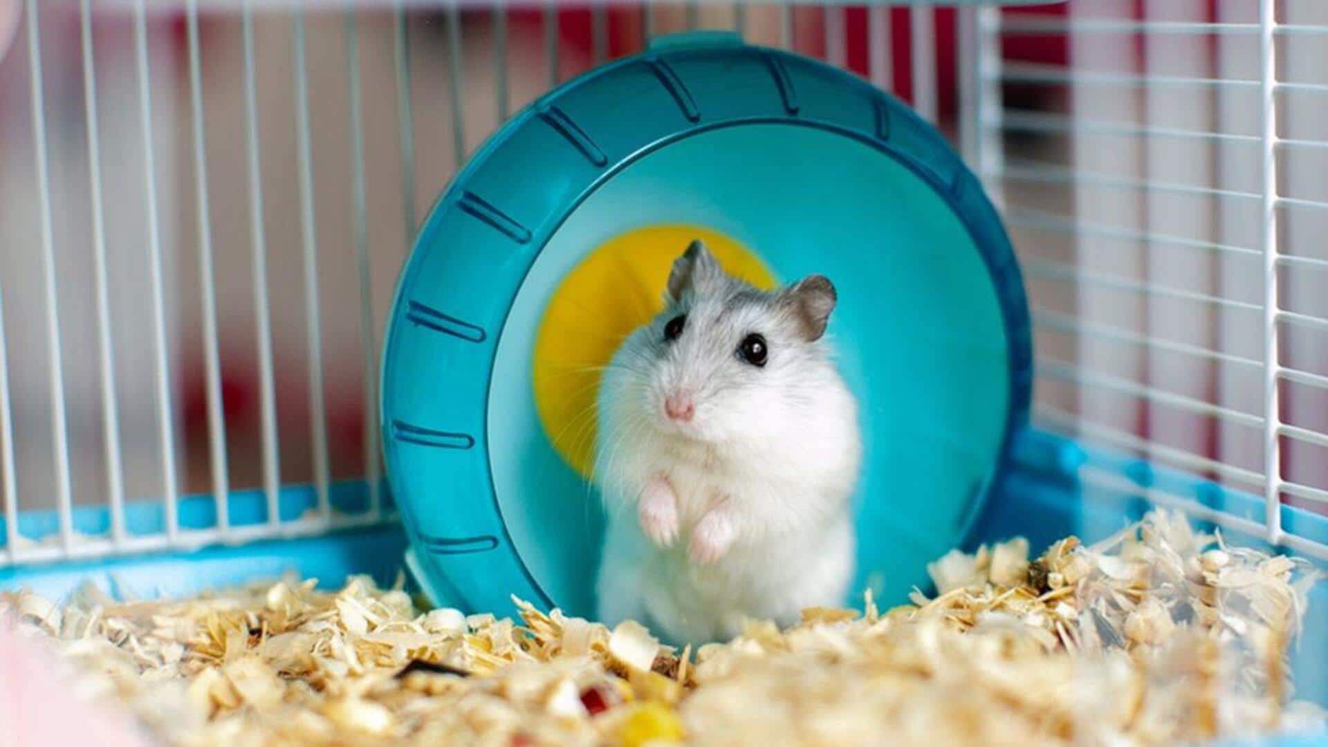 Mengungkap Fungsi yang Mengejutkan dari Kantong Pipi Hamster Mengungkap Fungsi yang Mengejutkan dari Kantong Pipi Hamster