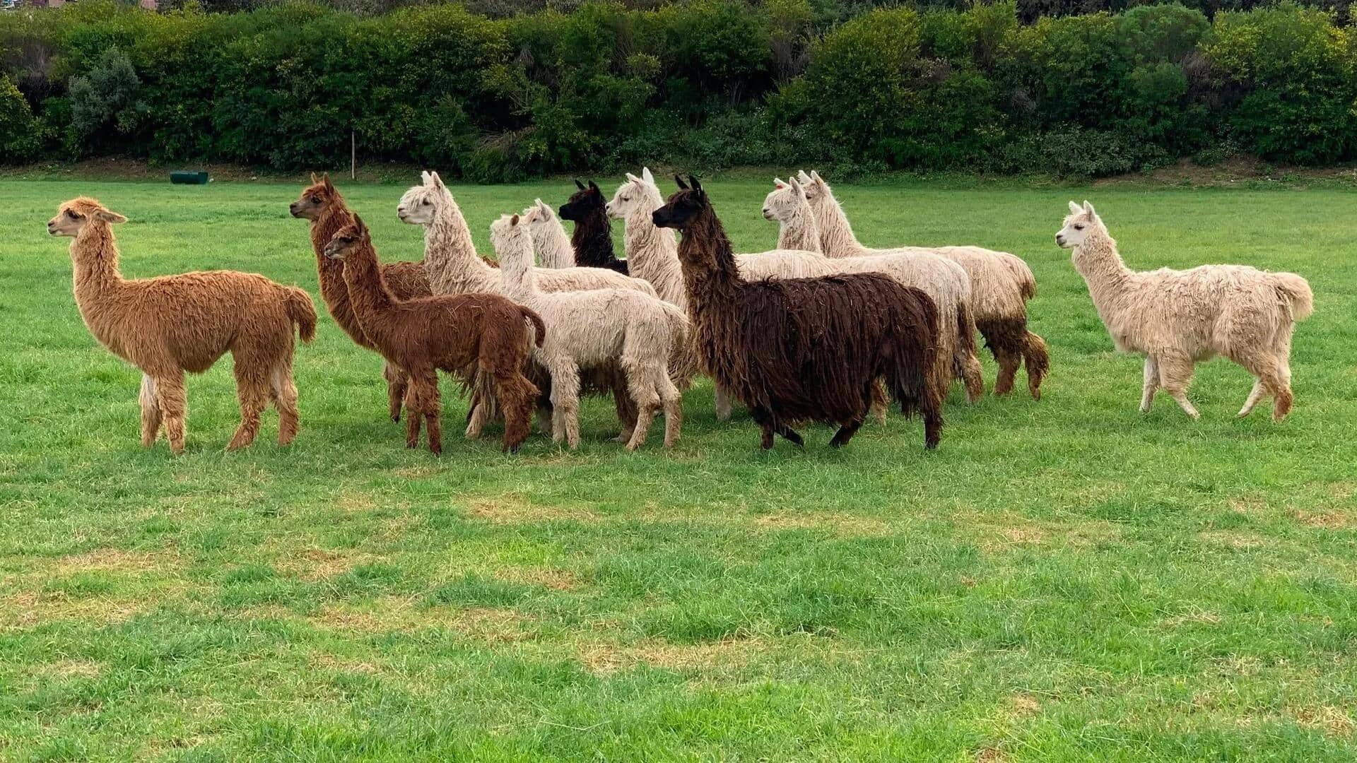 Peran Alpaka dalam Ekosistem Pertanian Andes