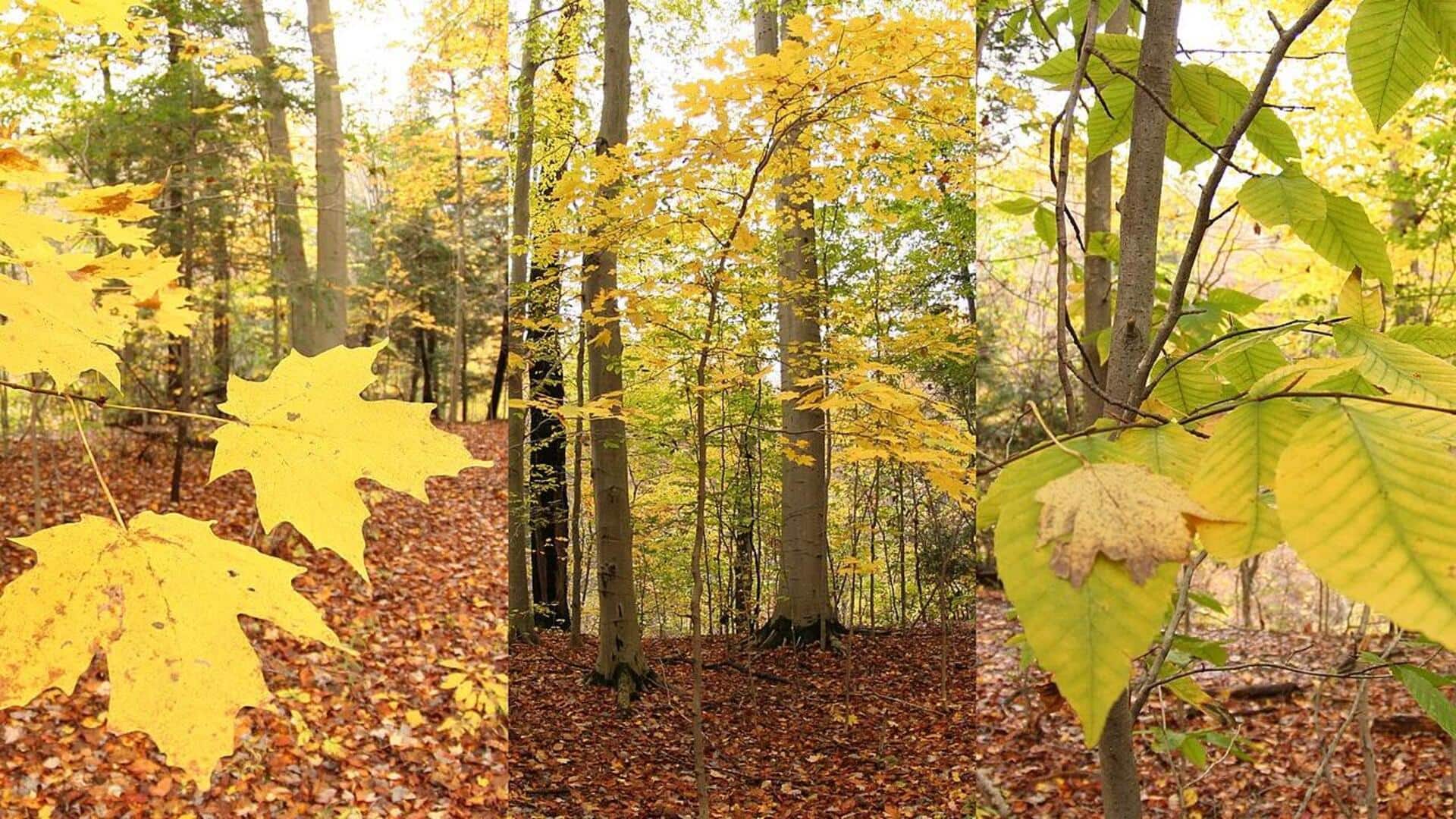 Menjelajahi Keindahan Hutan Mapel Kanada