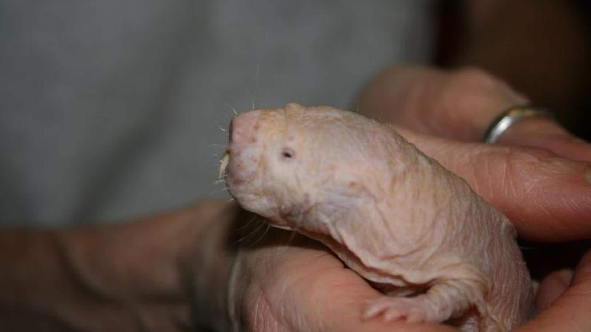 Fakta menarik tentang tikus tanpa bulu Fakta menarik tentang tikus tanpa bulu