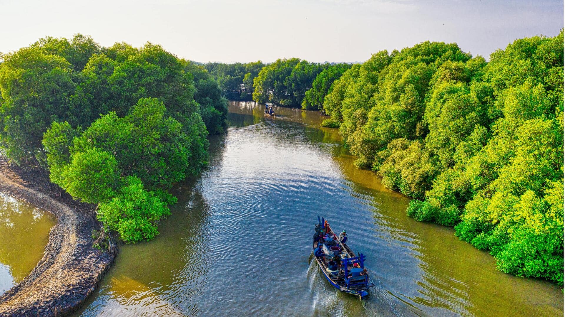 Tanaman Ramah Penyu untuk Taman Pantai Tanaman Ramah Penyu untuk Taman Pantai
