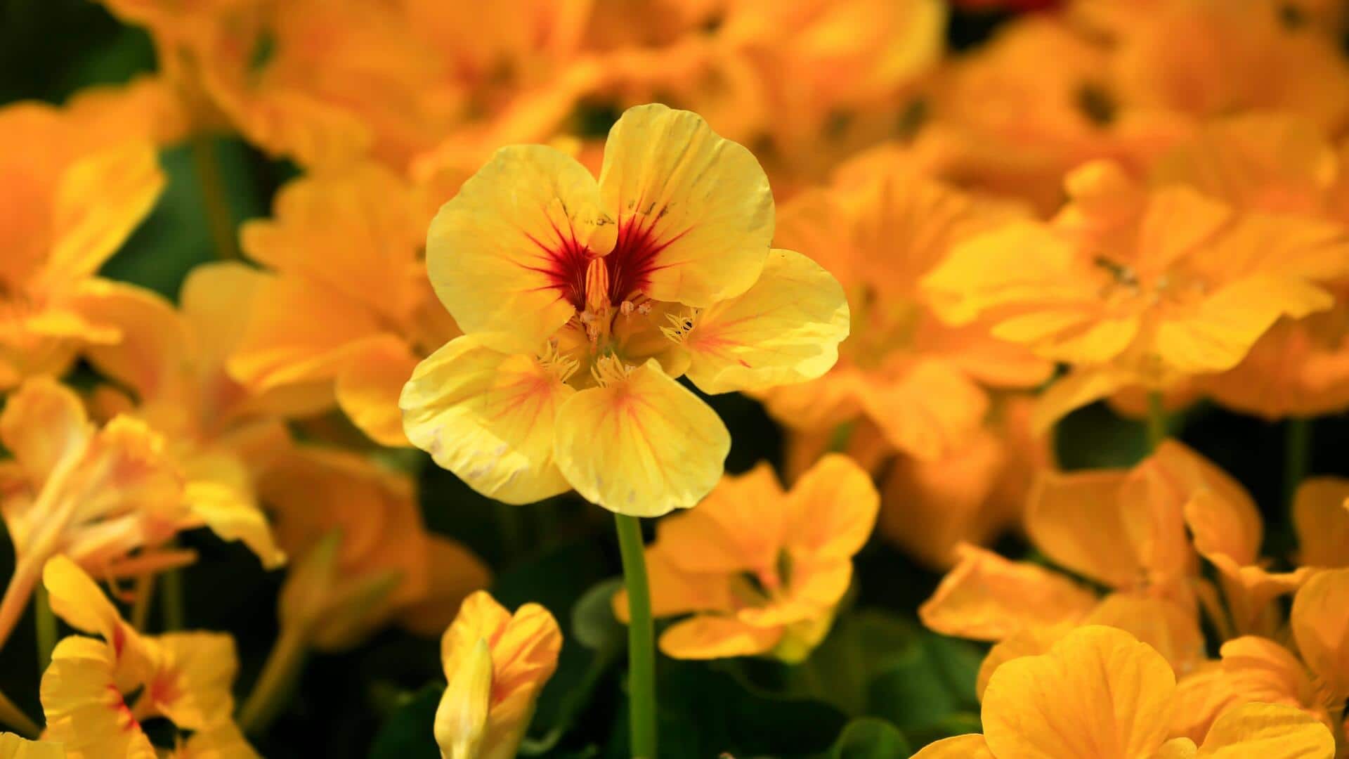 Manfaat Menanam Nasturtium di Kebun Anda