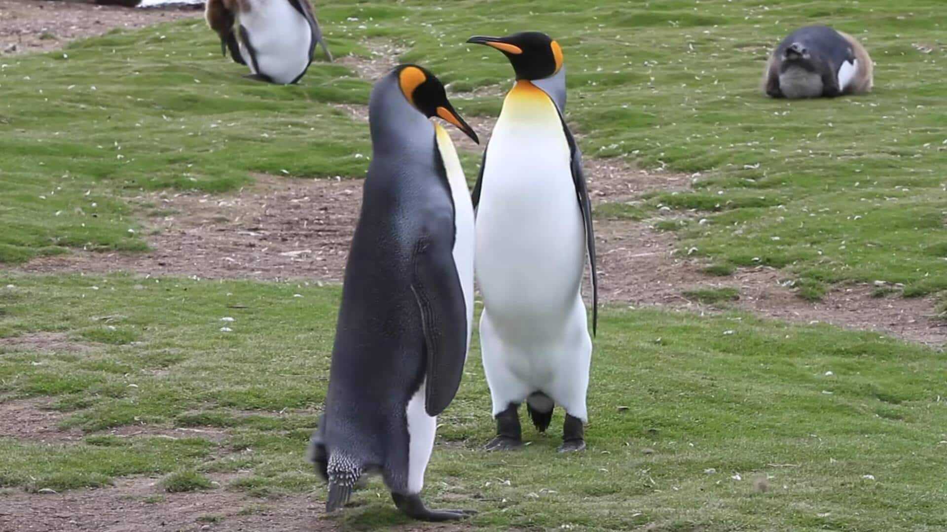 Mengungkap Makna dari Tarian Penguin dalam Mencari Pasangan 