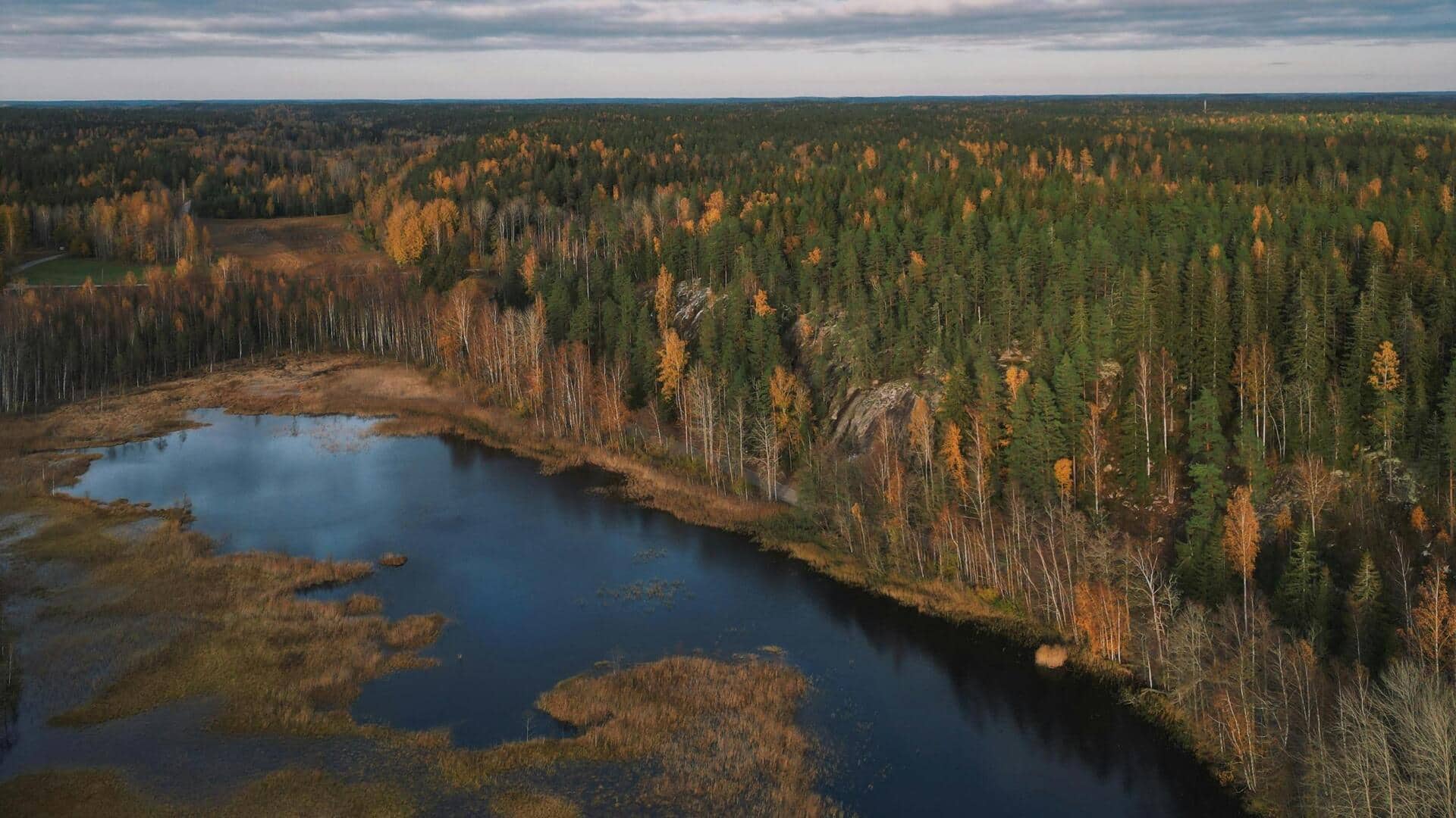 Biomassa Hutan Finlandia: Kekuatan Global untuk Keberlanjutan