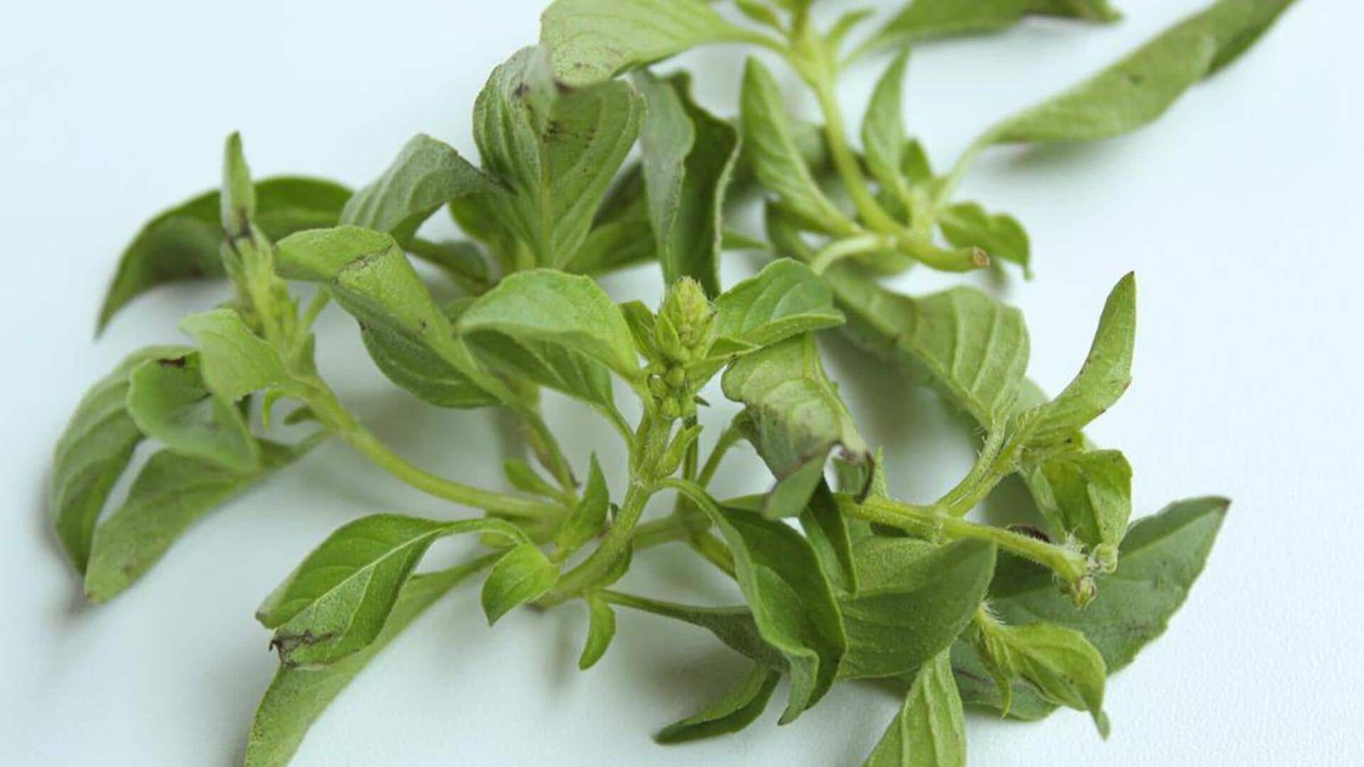 Lima rempah yang bisa Anda tanam di rumah