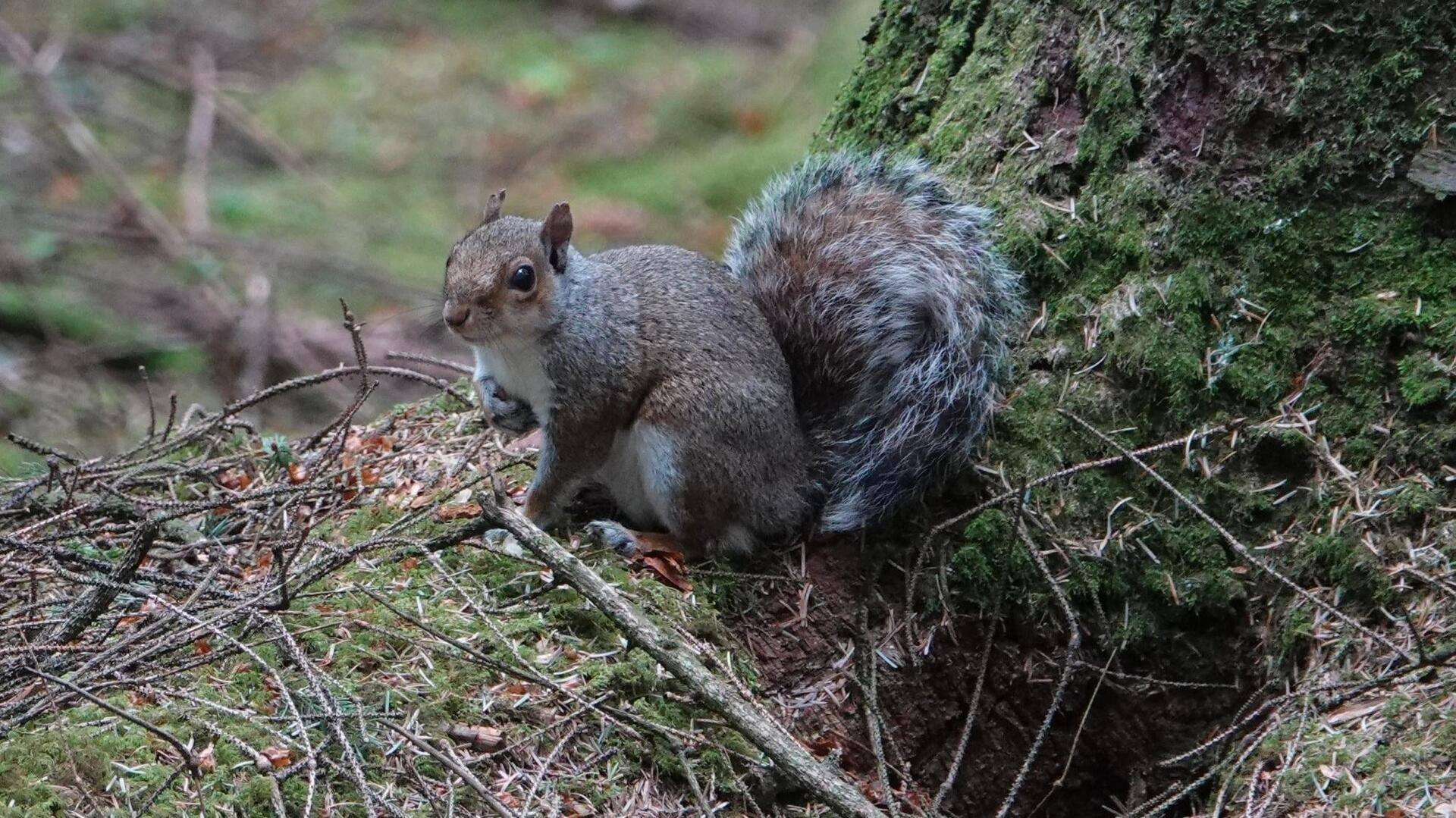 Pengaruh Tak Terduga dari Tupai terhadap Ekosistem Hutan