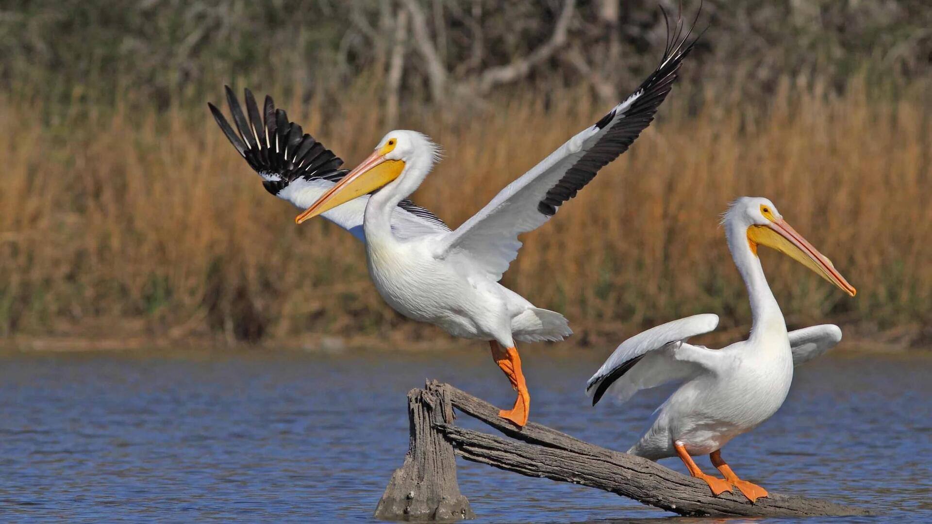 Mengungkap Ritual Pencarian Pasangan Pelikan yang Menarik