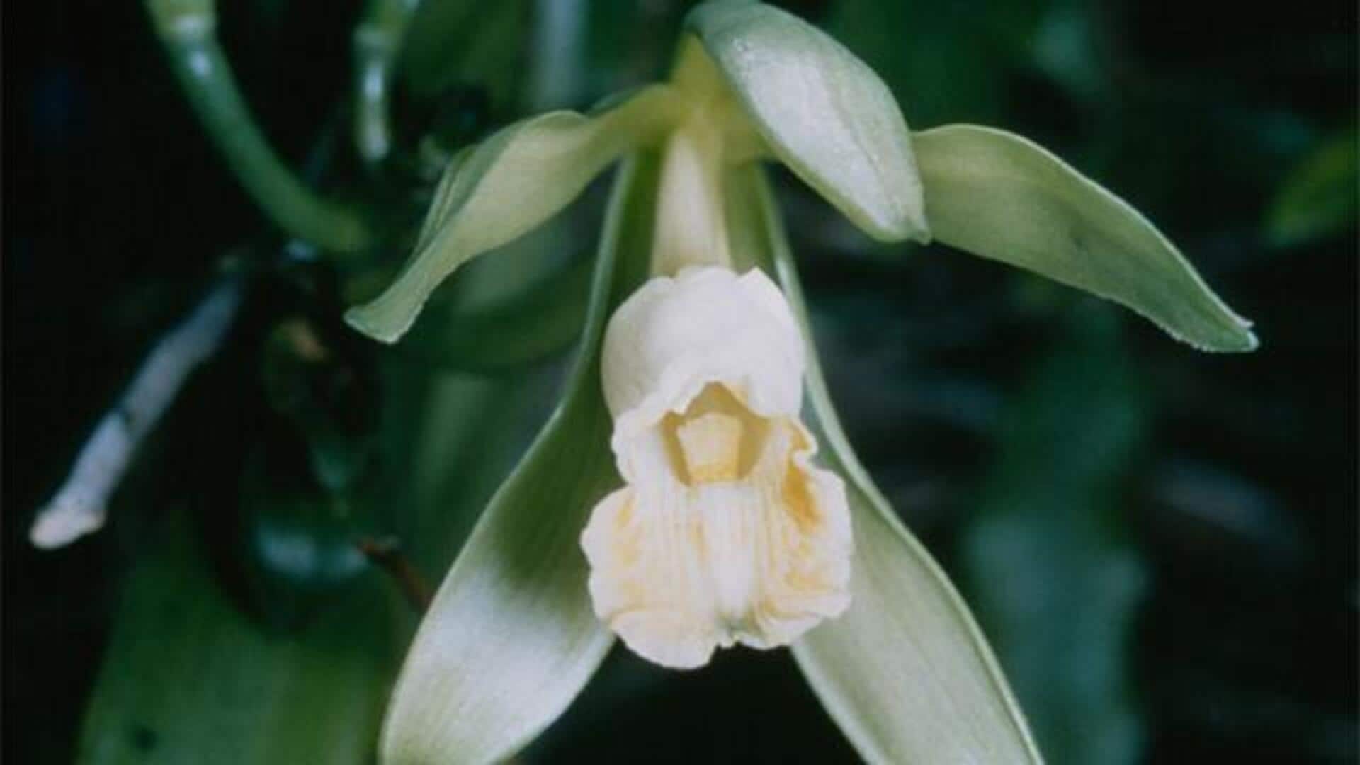 Rahasia Menanam Vanili di Rumah