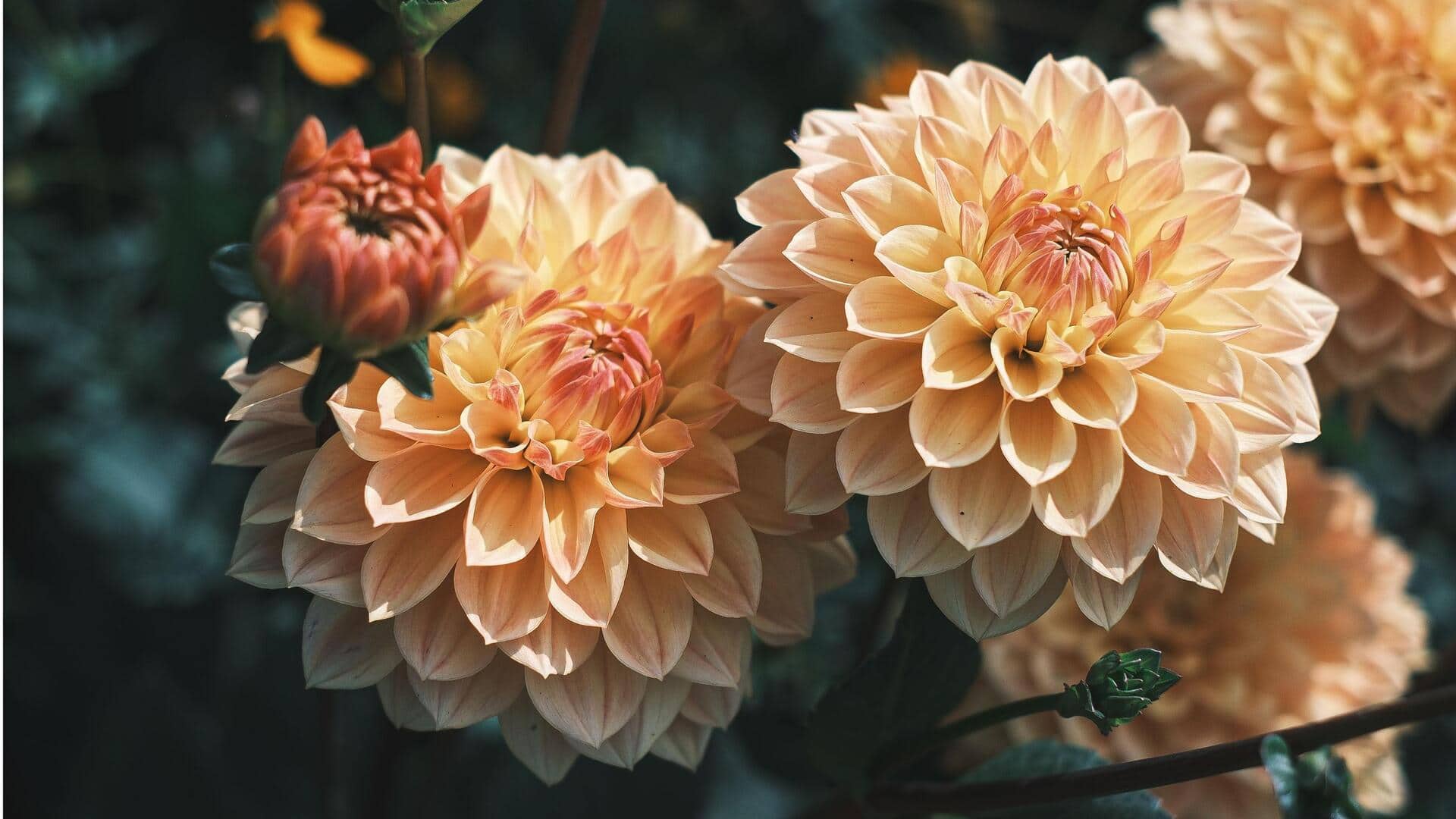 Tips Menanam Dahlia untuk Mekar Musim Panas yang Cerah