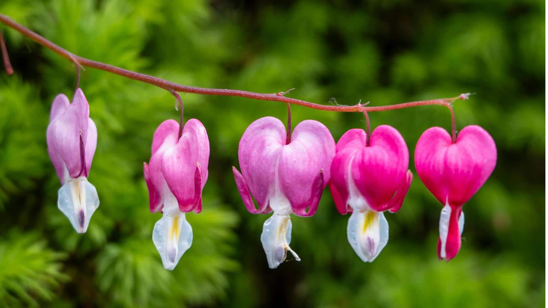 Rahasia Mekar Bunga Bleeding Heart: 5 Tips Menanam untuk Pemula Rahasia Mekar Bunga Bleeding Heart: 5 Tips Menanam untuk Pemula