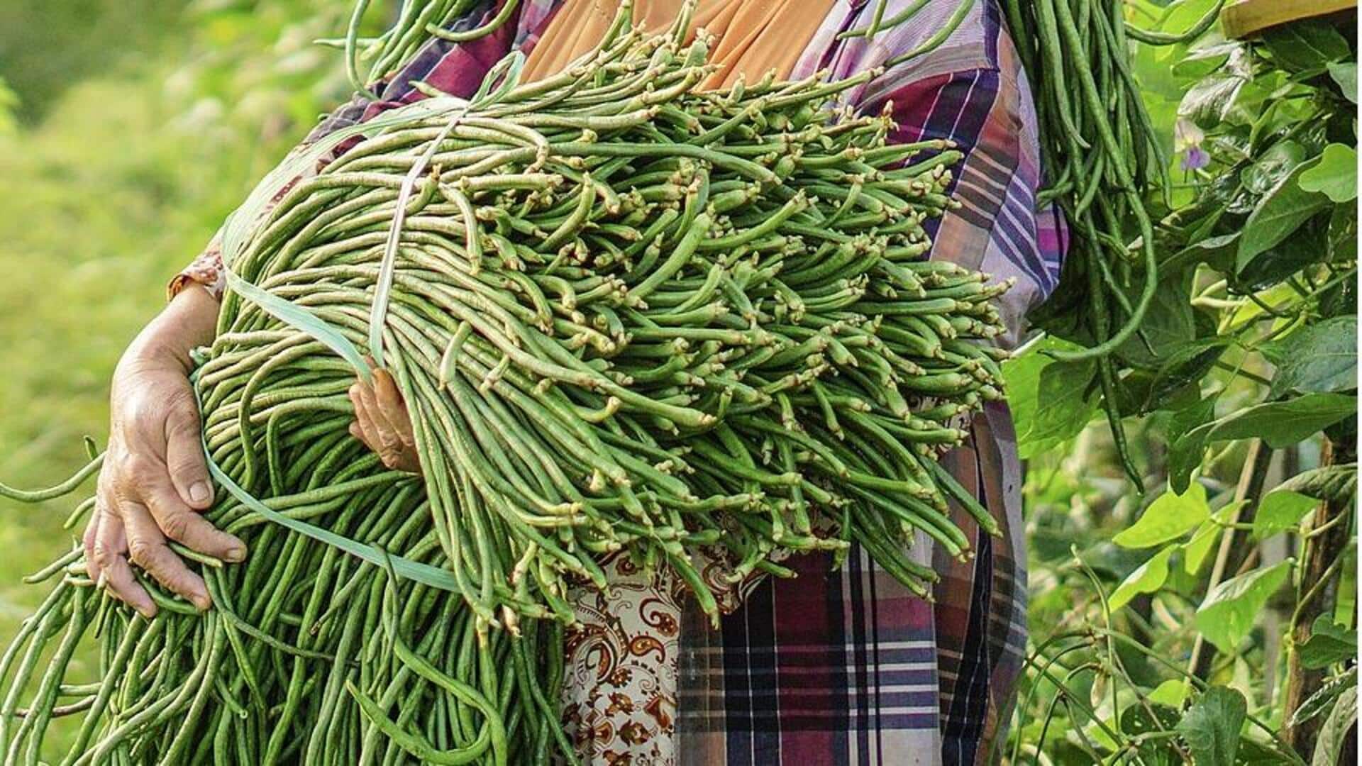 Cara Mudah Menanam Kacang Panjang di Halaman Belakang Rumah