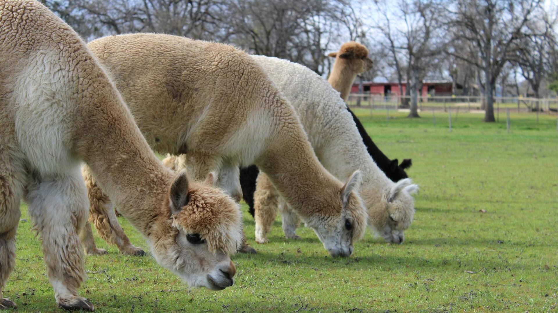 Mengungkap Dinamika Hierarki Sosial dalam Kawanan Alpaka