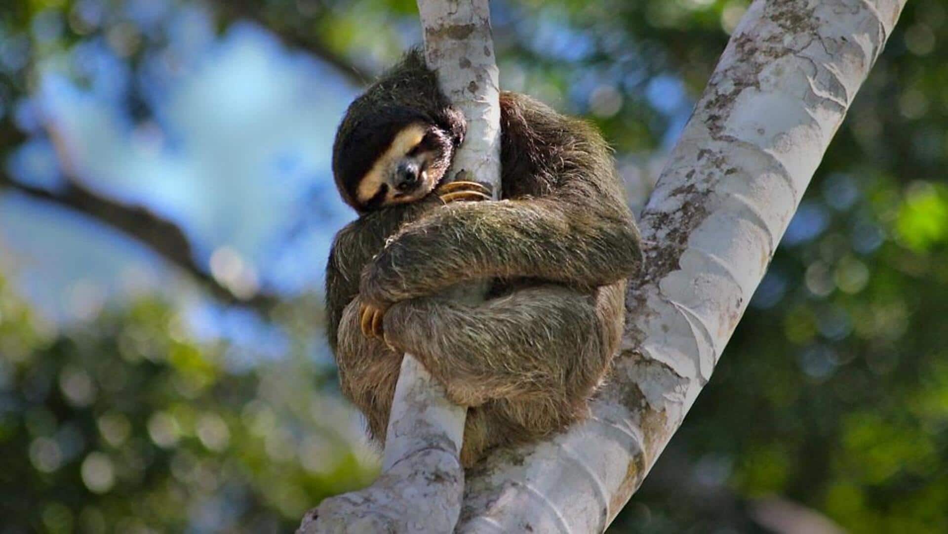 Kecerdasan Memanjat Kukang: Kelincahan dalam Gerakan Lambat