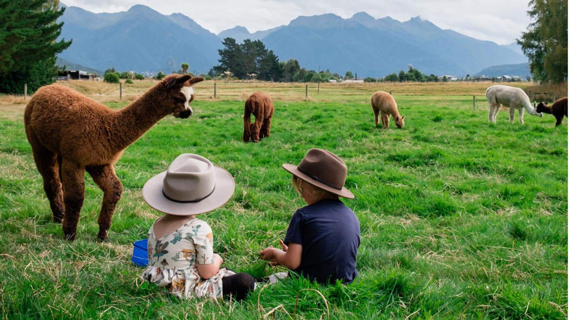 Lima Tanda Visual untuk Mengetahui Kesehatan Alpaka
