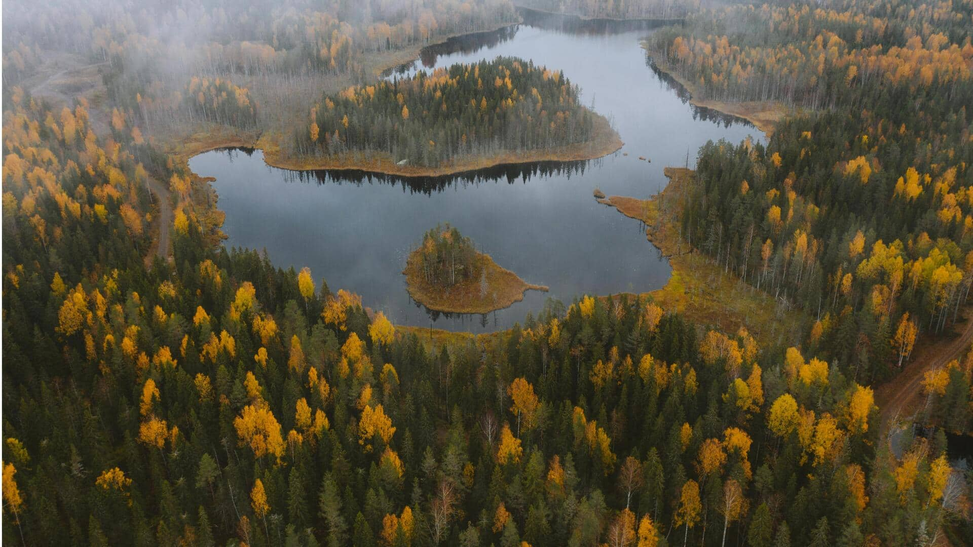 Menjelajahi Keindahan Hutan Boreal Kanada