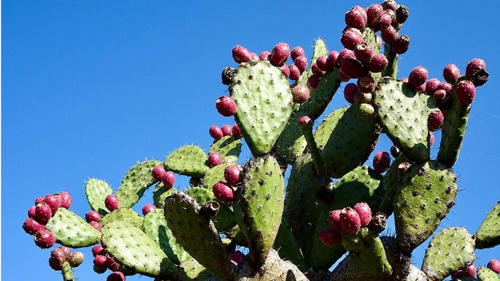 Kaktus yang Dapat Dikonsumsi yang Menarik untuk Diketahui