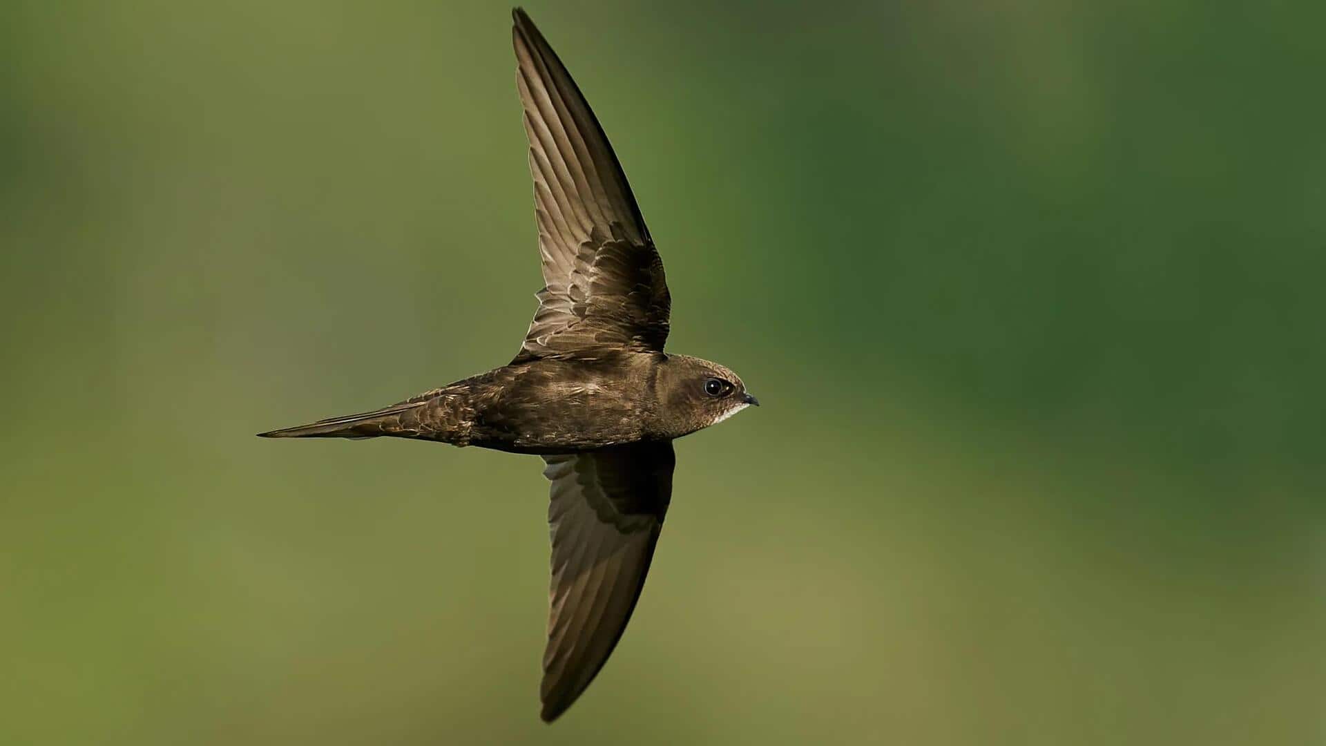 Lima Cara Mengejutkan dari Burung Swift dalam Mengendalikan Populasi Serangga
