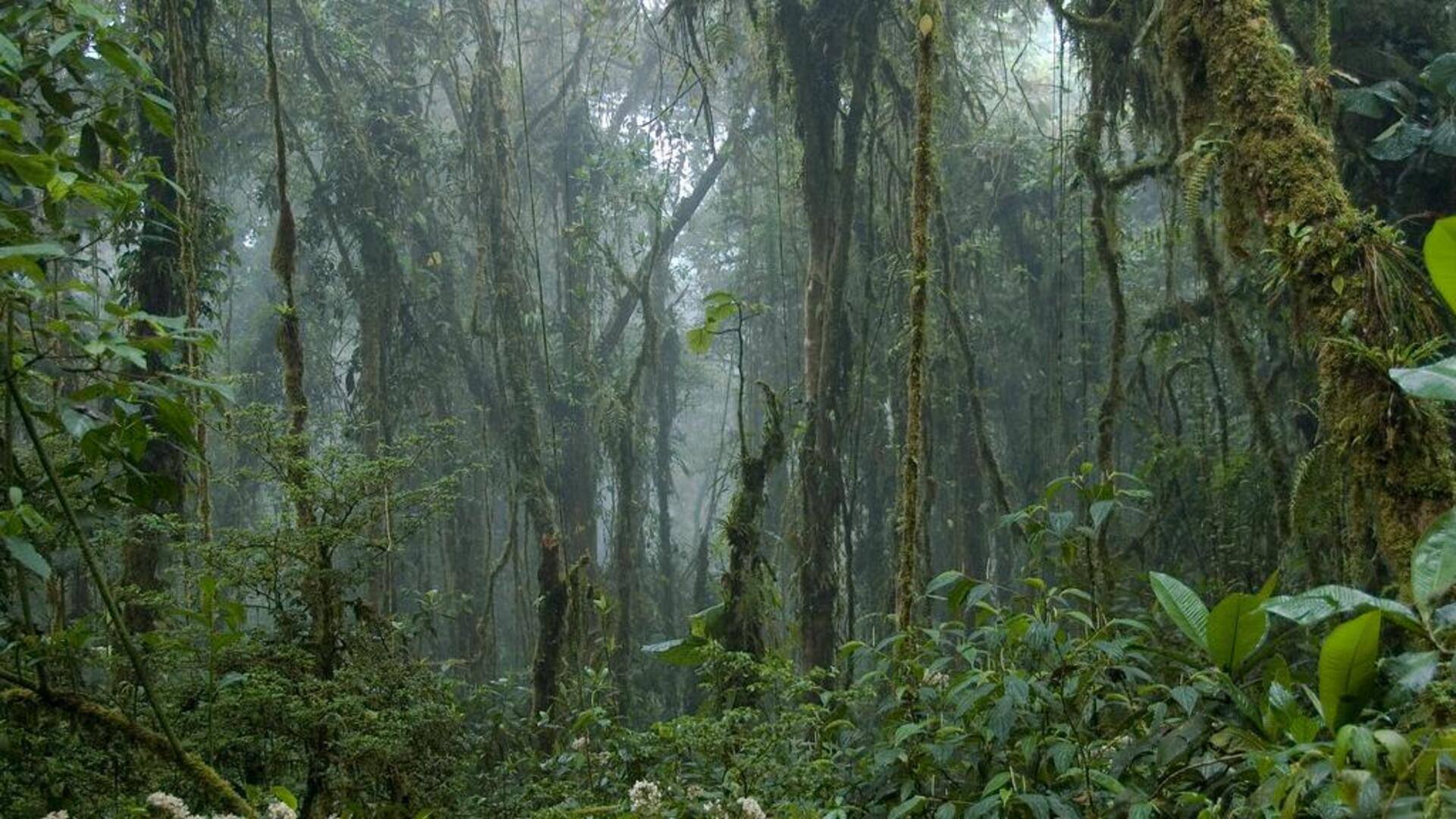 Menjelajahi keindahan Monteverde Cloud Forest Reserve, Kosta Rika