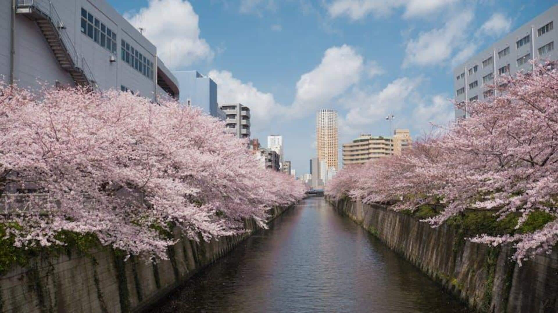 5 Tempat Melihat Bunga Sakura di Tokyo