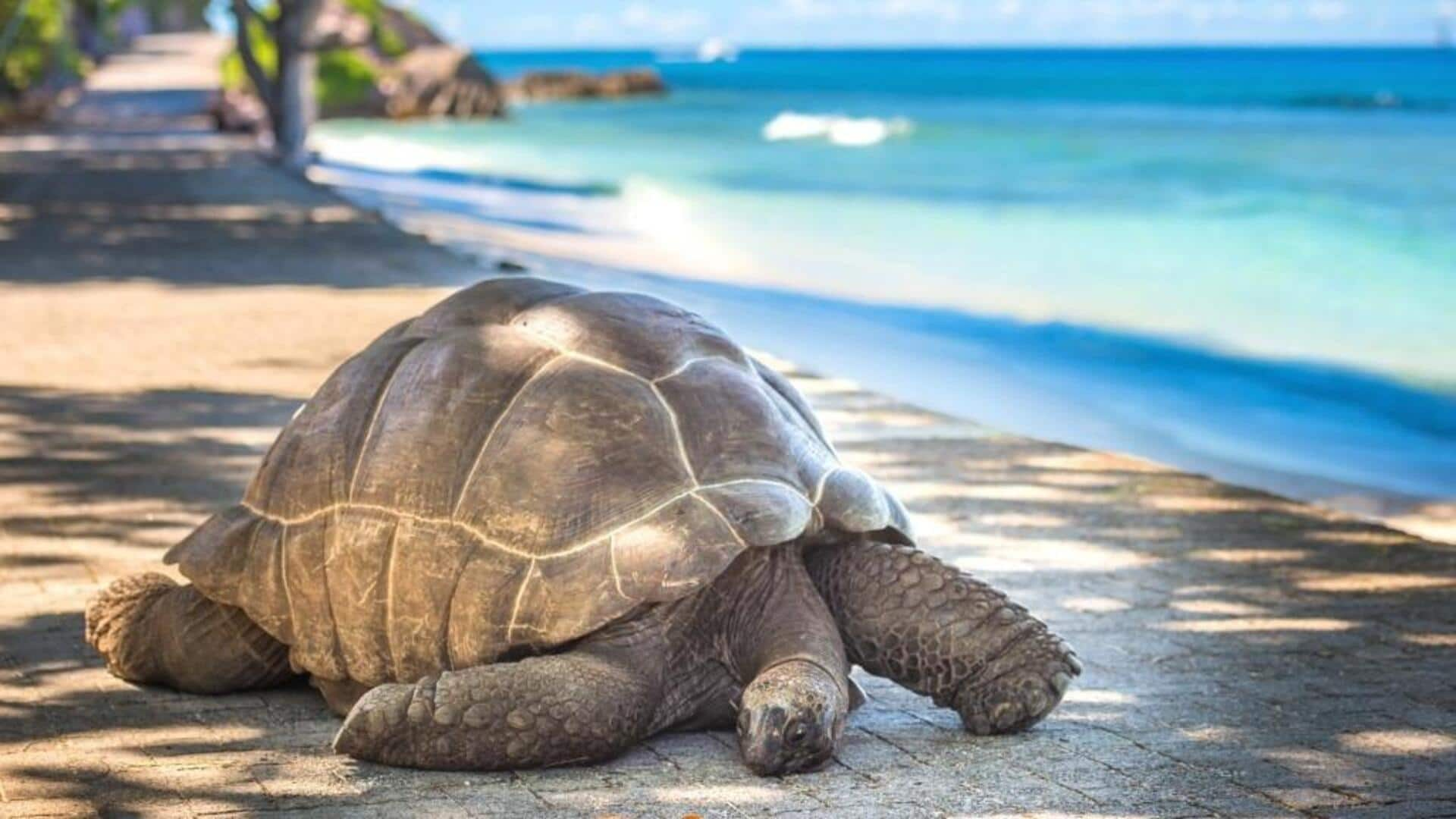 Menjelajahi Keajaiban Aldabra Atoll Di Seychelles