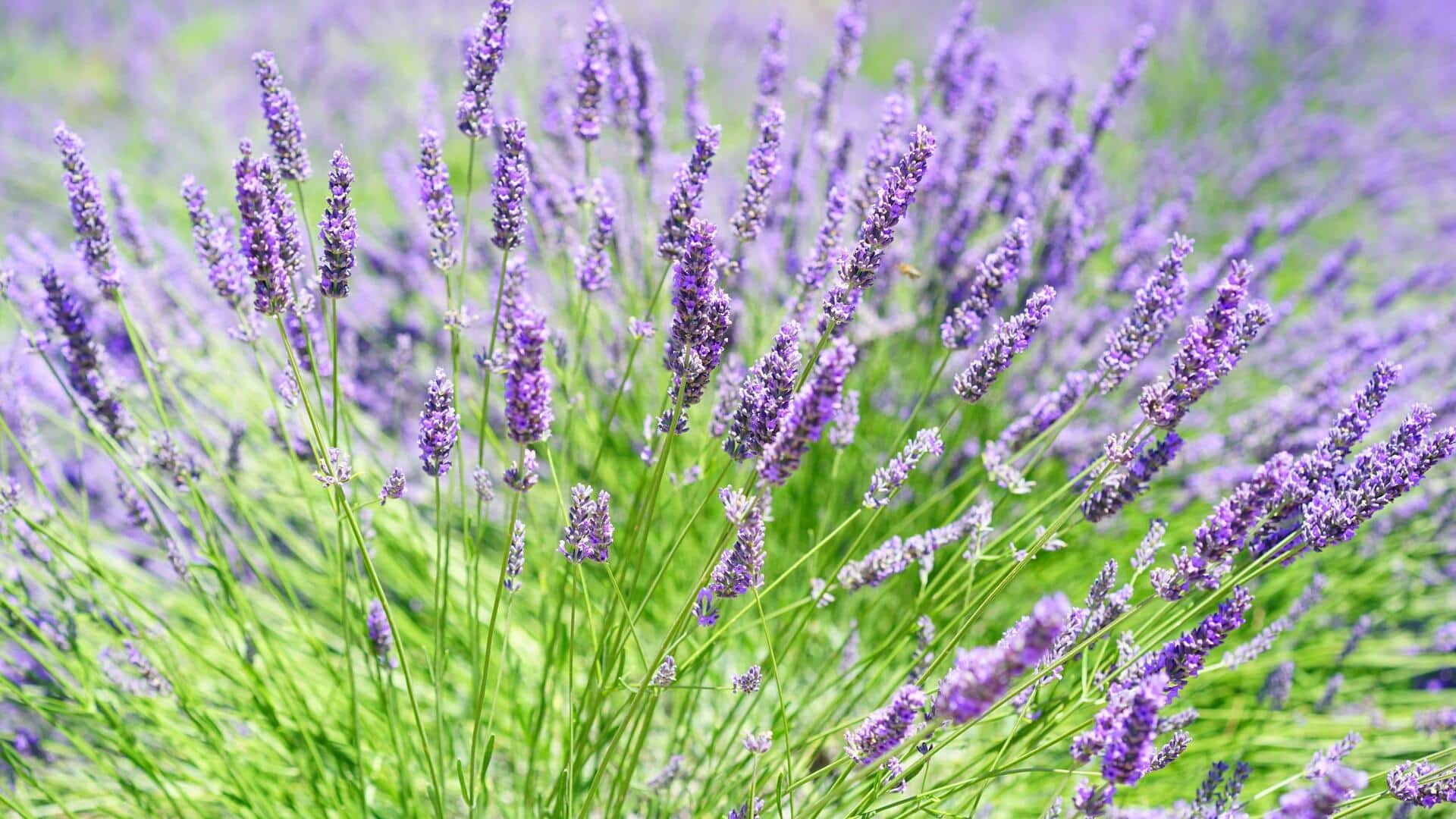 5 herbal aromatik untuk menyegarkan rumah Anda secara alami