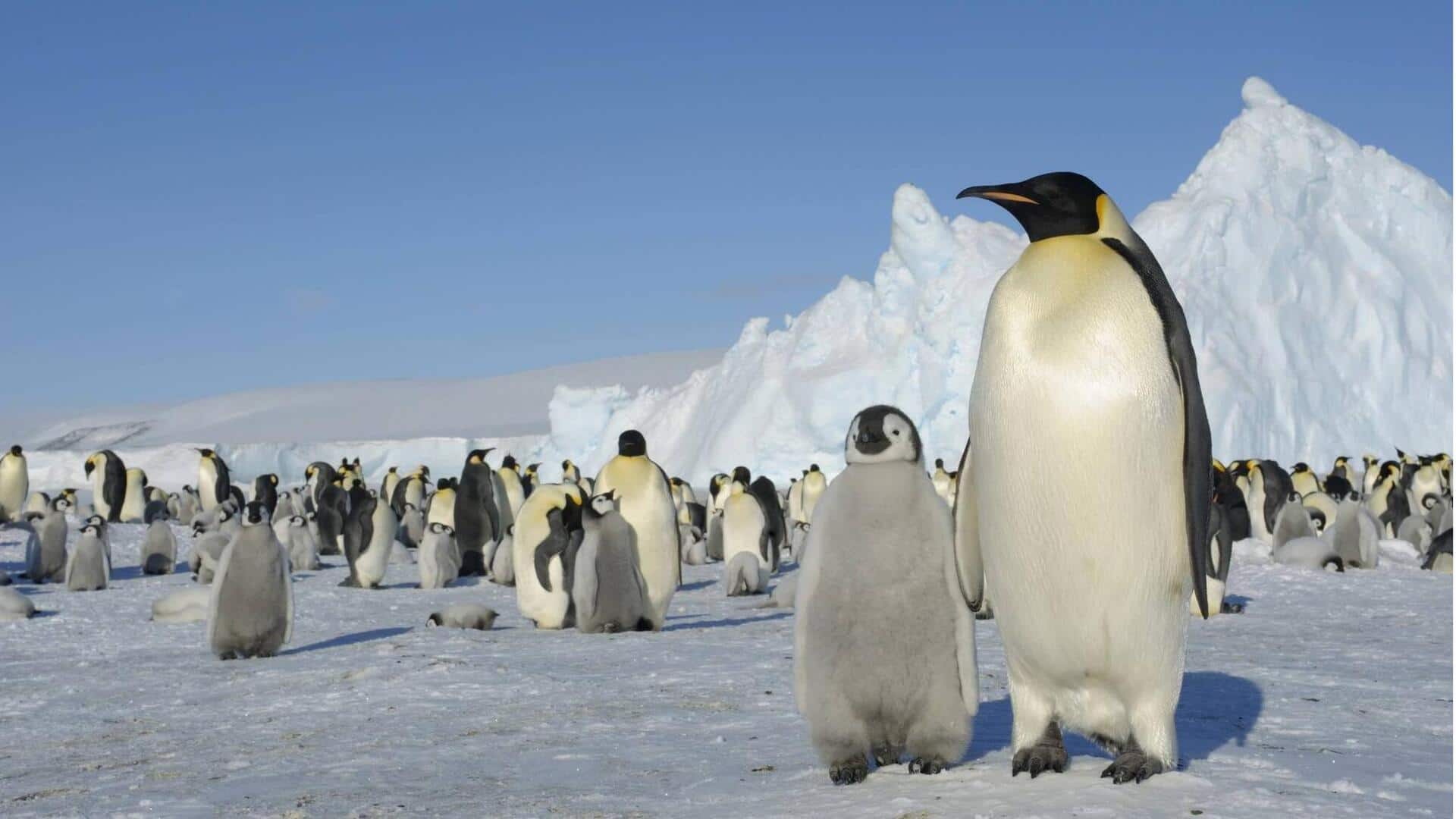 Menjelajahi Koloni Penguin: Keajaiban Struktur Sosial