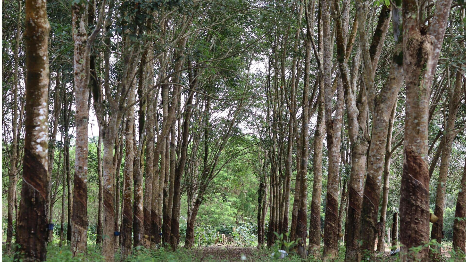 Manfaat Tersembunyi dari Pohon Karet yang Wajib Anda Ketahui