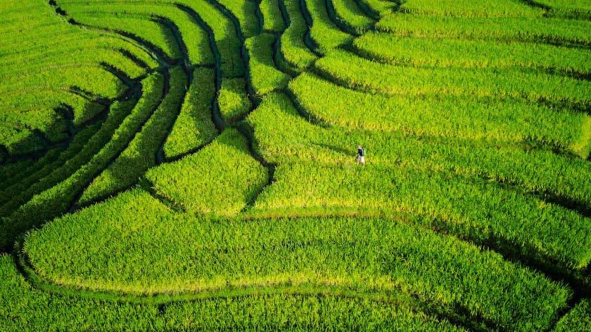Teknik Pertanian AI yang Mengubah Ketahanan Pangan