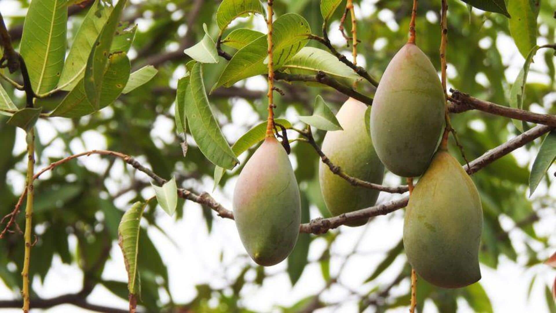 Mitos dan Fakta tentang Mangga di India