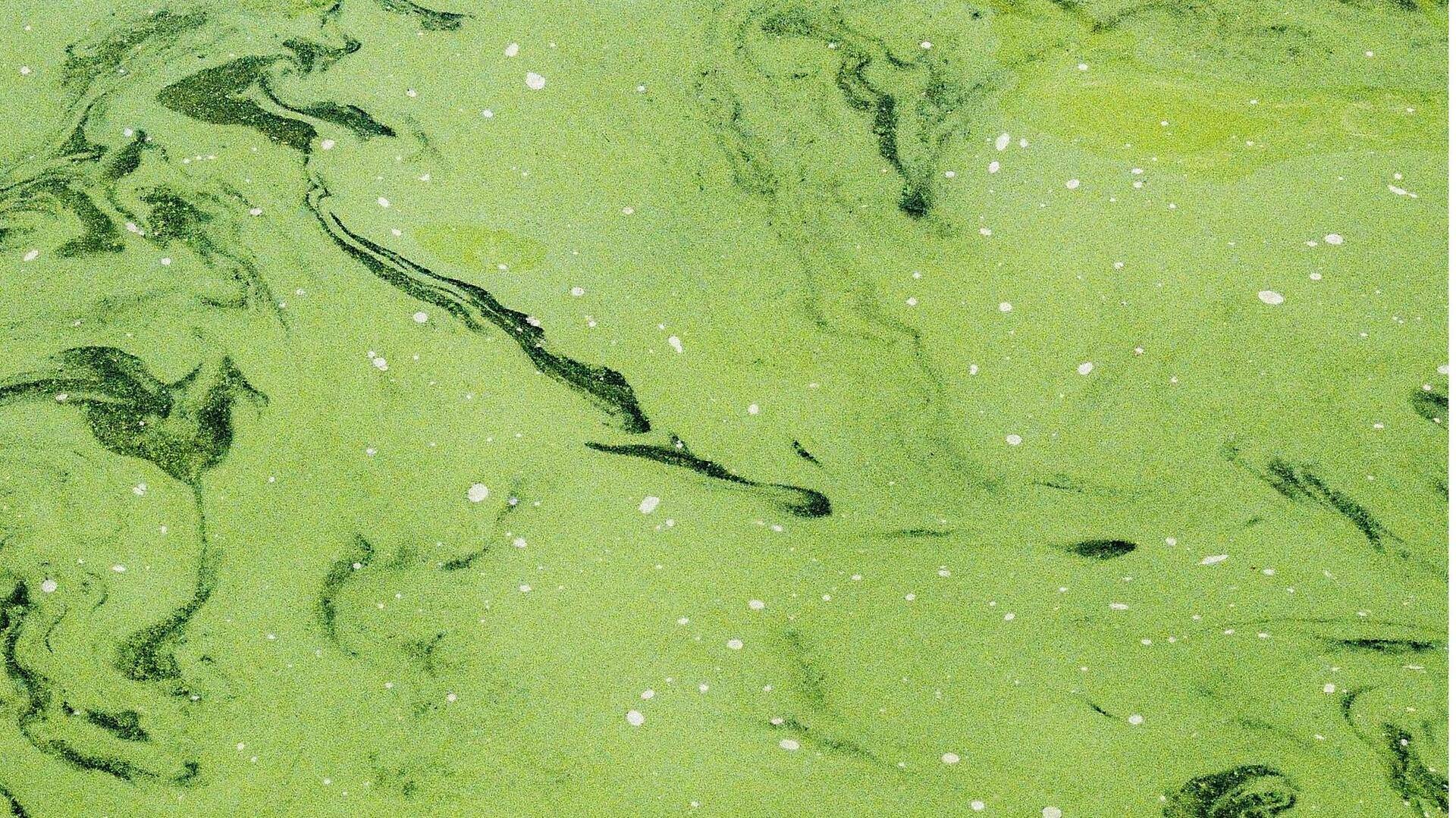 Fakta Menarik tentang Daur Ulang Karbon Global dengan Alga