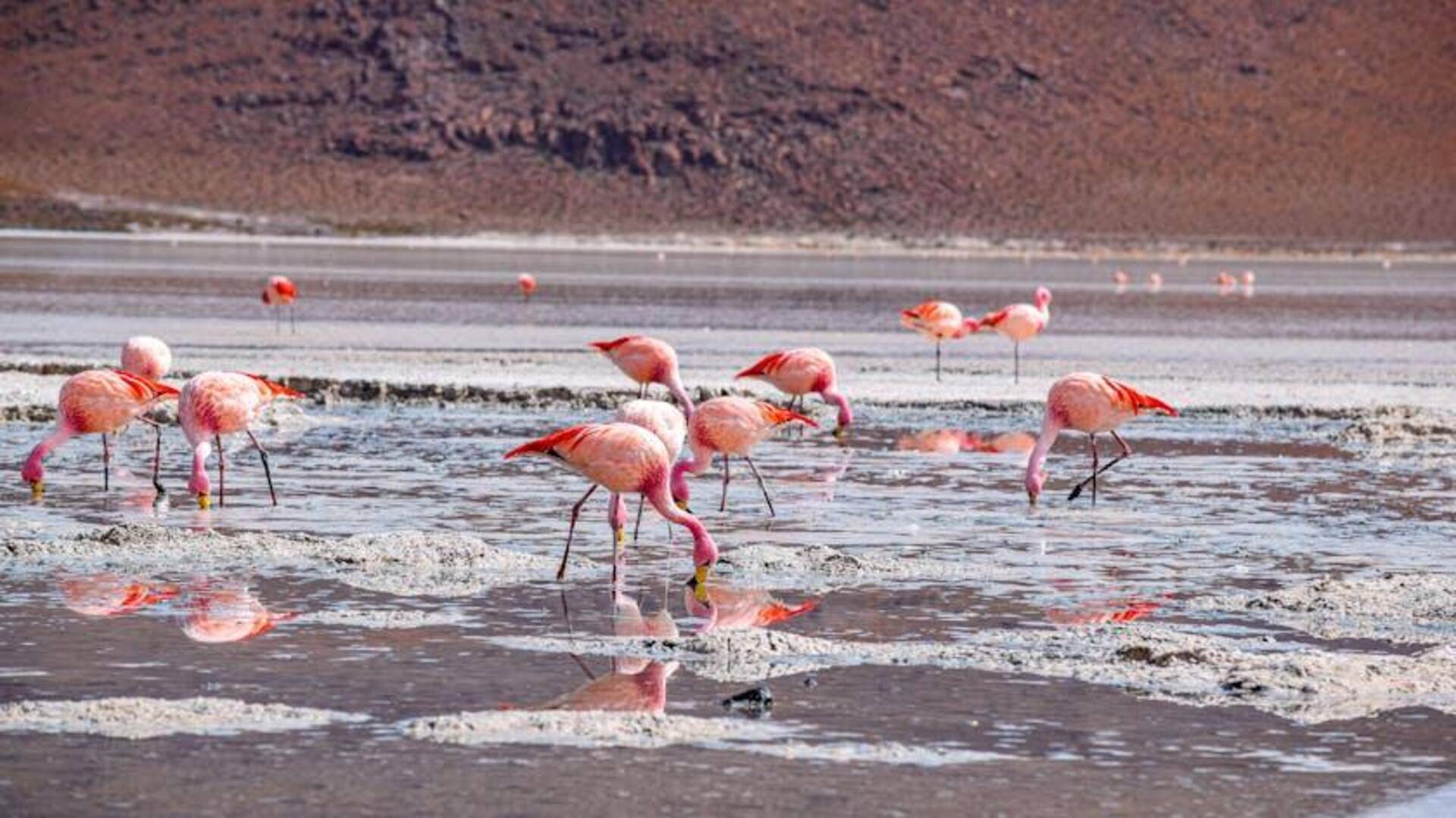 Menyaksikan Flamingo di Laguna Bolivia