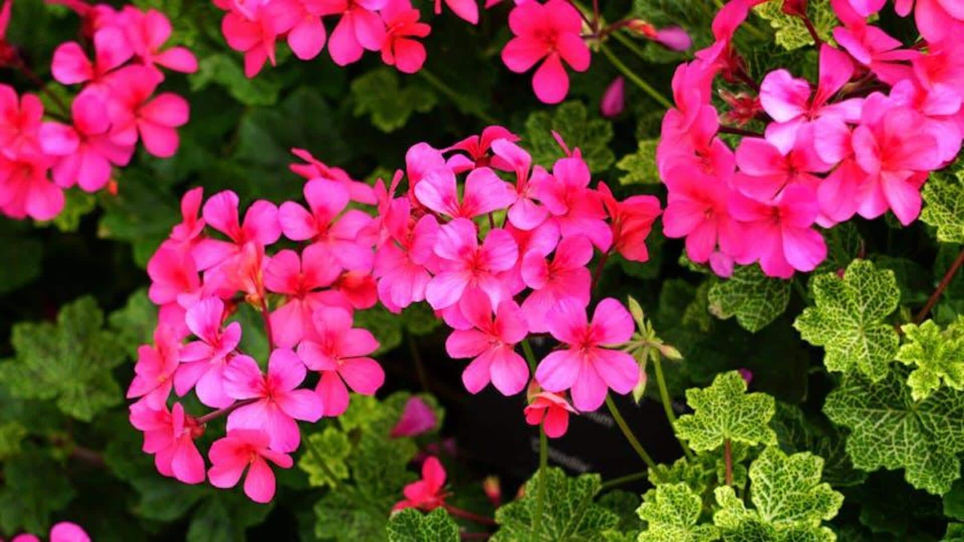 Tips Merawat Geranium di Rumah
