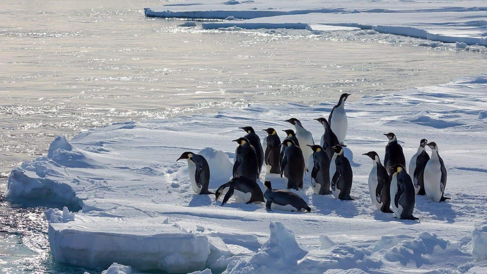 Mengungkap Keunikan Formasi Kelompok Penguin saat Bermigrasi