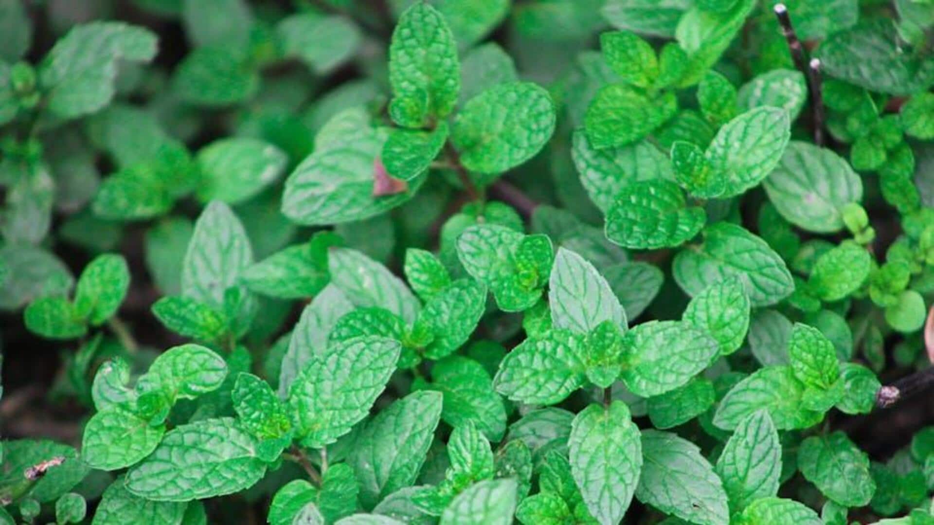 Lima Cara Mengubah Peppermint di Kebun Rumah