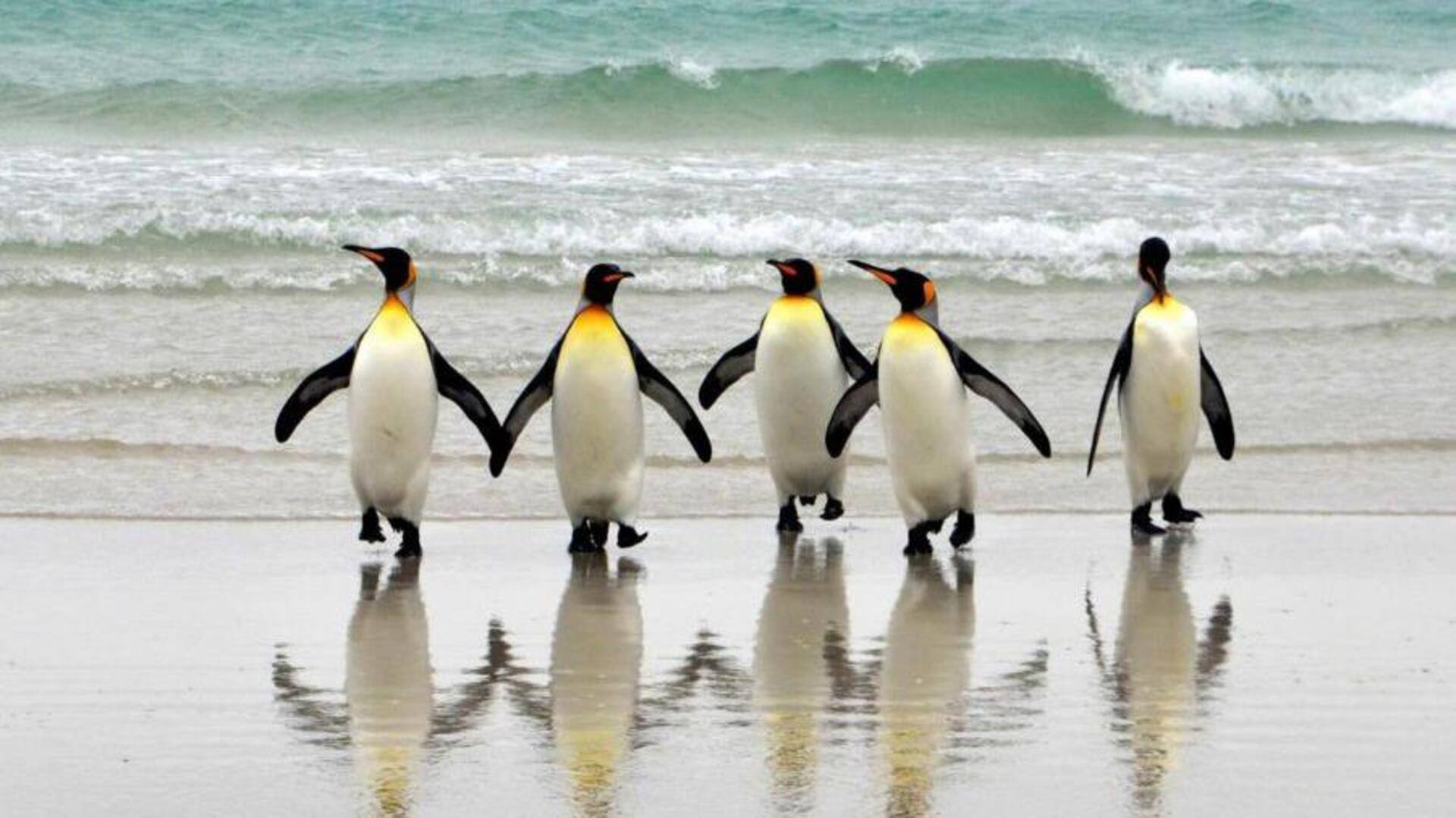 Mengungkap Bahasa Rahasia dari Penguin Laut