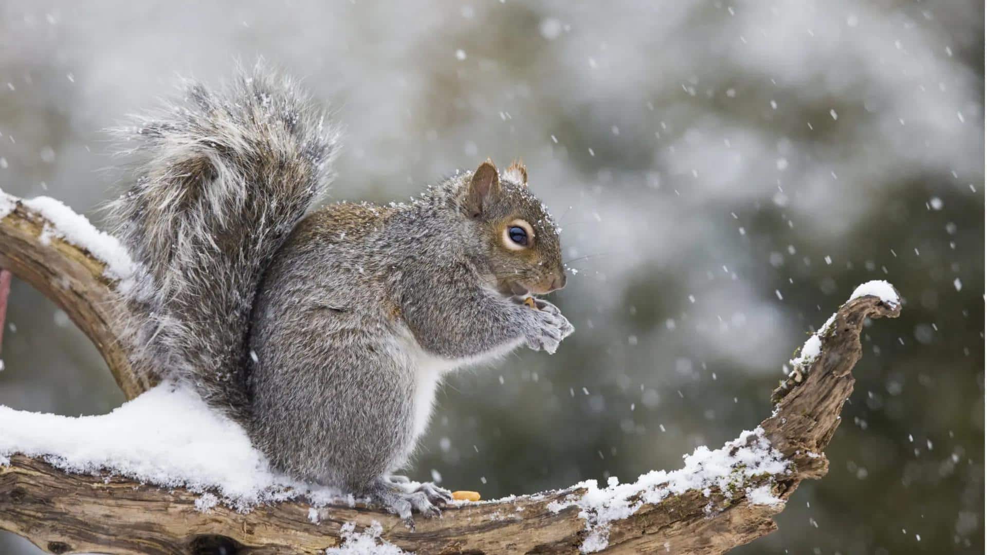 Fakta Menarik tentang Habitat Tupai di Berbagai Belahan Dunia