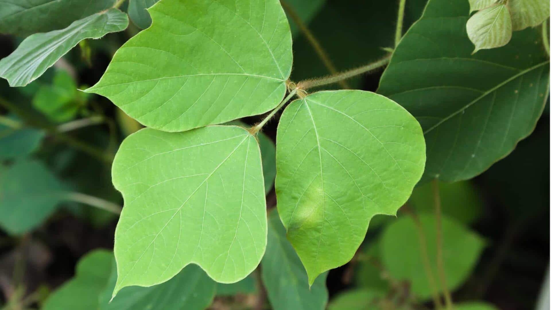 Tambahkan Daun Kudzu untuk Memperkaya Cita Rasa Hidangan Anda