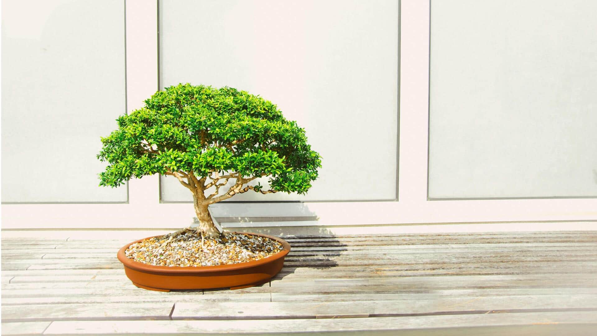 Cara Membuat Bonsai Tumbuh Subur: Memahami Keseimbangan Air dan Cahaya